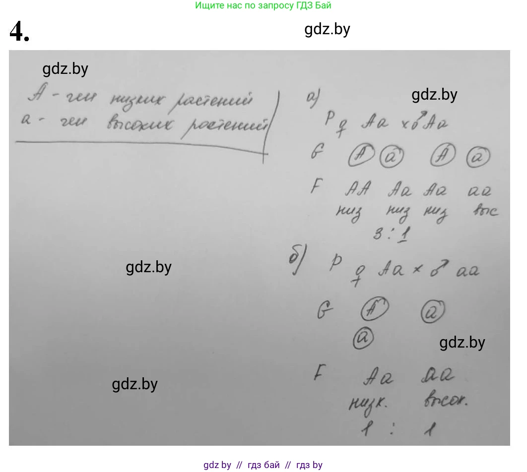 Биология, 11 класс рабочая тетрадь, авторы: Дашков Максим Леонидович, Головач Алексей Михайлович, издательство Аверсэв, Минск, 2021, жёлтого цвета, страница 74, номер 4, Решение