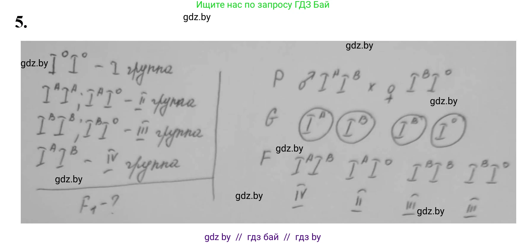 Биология, 11 класс рабочая тетрадь, авторы: Дашков Максим Леонидович, Головач Алексей Михайлович, издательство Аверсэв, Минск, 2021, жёлтого цвета, страница 77, номер 5, Решение