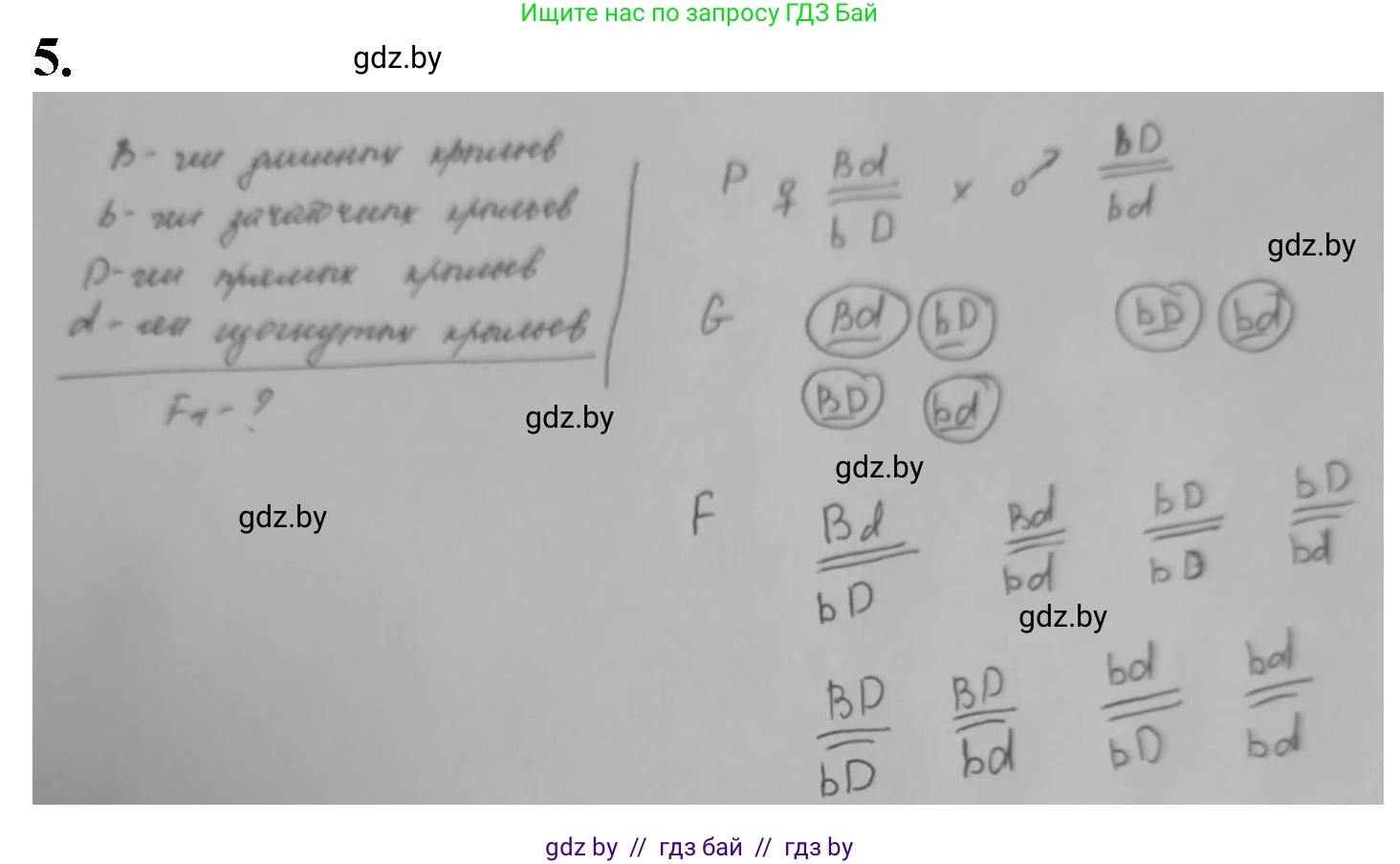 Биология, 11 класс рабочая тетрадь, авторы: Дашков Максим Леонидович, Головач Алексей Михайлович, издательство Аверсэв, Минск, 2021, жёлтого цвета, страница 81, номер 5, Решение