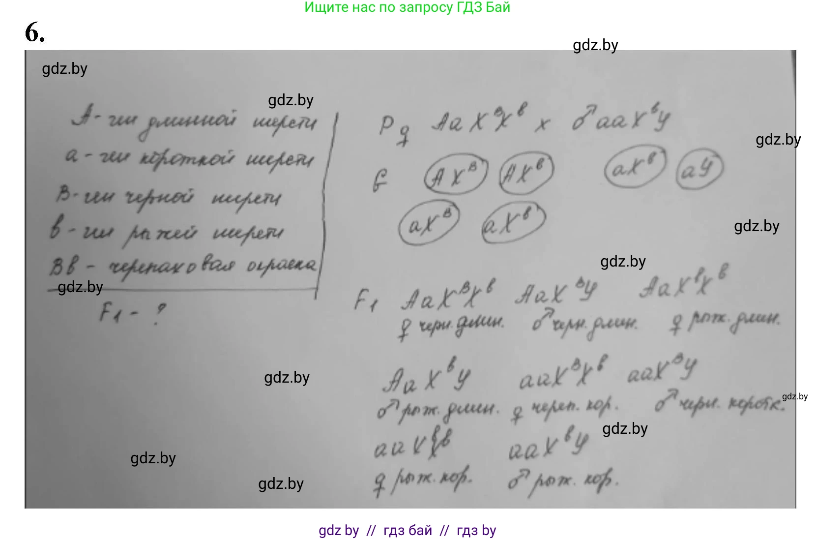 Биология, 11 класс рабочая тетрадь, авторы: Дашков Максим Леонидович, Головач Алексей Михайлович, издательство Аверсэв, Минск, 2021, жёлтого цвета, страница 83, номер 6, Решение