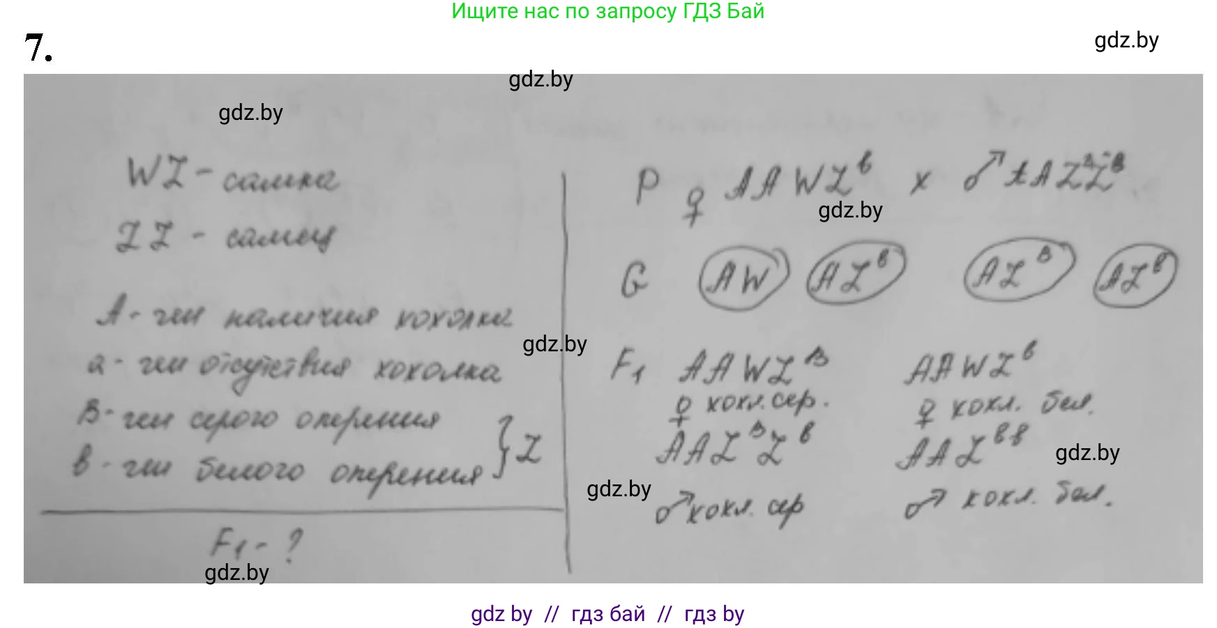 Биология, 11 класс рабочая тетрадь, авторы: Дашков Максим Леонидович, Головач Алексей Михайлович, издательство Аверсэв, Минск, 2021, жёлтого цвета, страница 84, номер 7, Решение