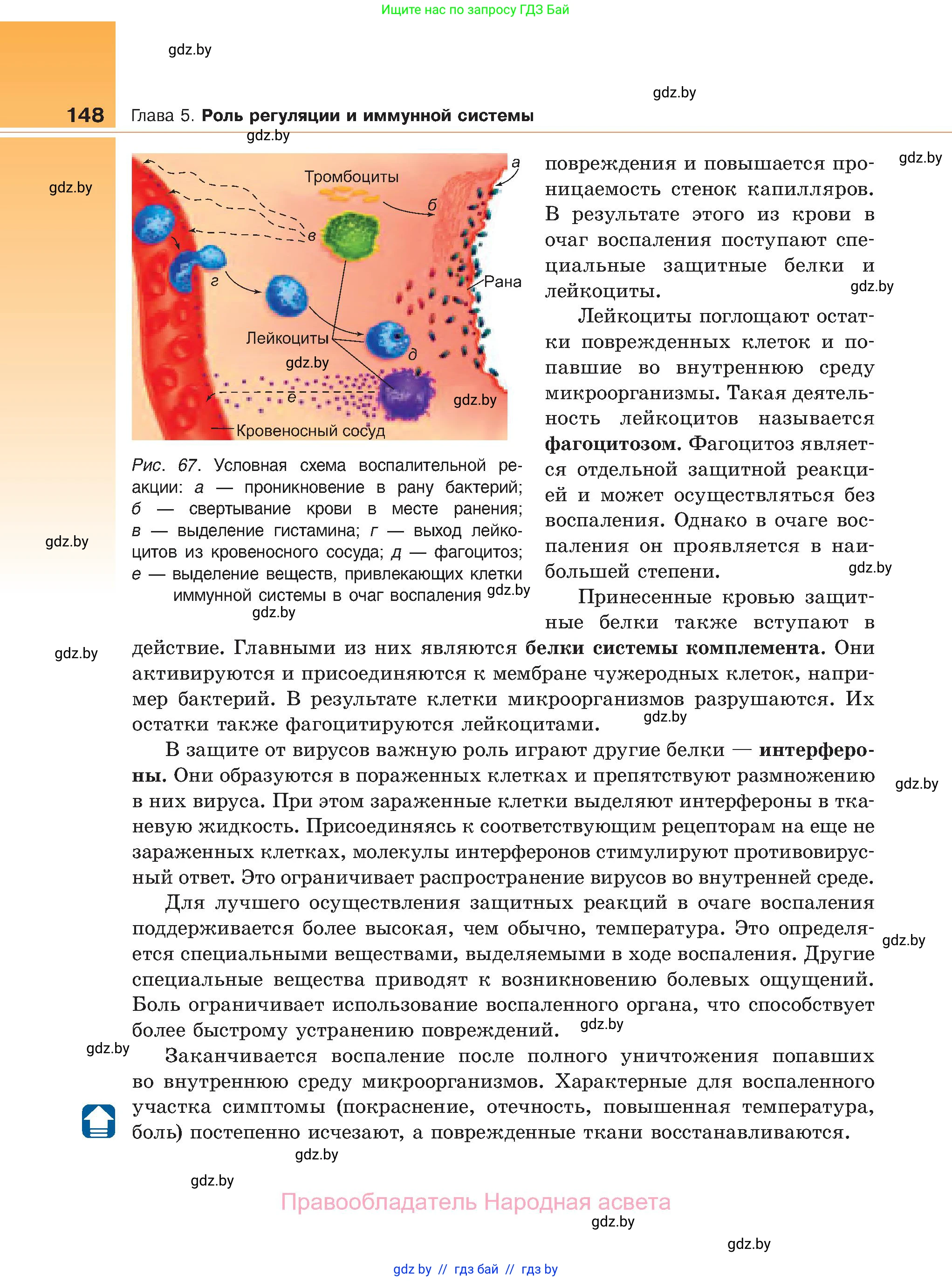 Биология, 11 класс Учебник, авторы: Дашков Максим Леонидович, Песнякевич Александр Георгиевич, Головач Алексей Михайлович, издательство Народная асвета, Минск, 2021, голубого цвета, страница 148