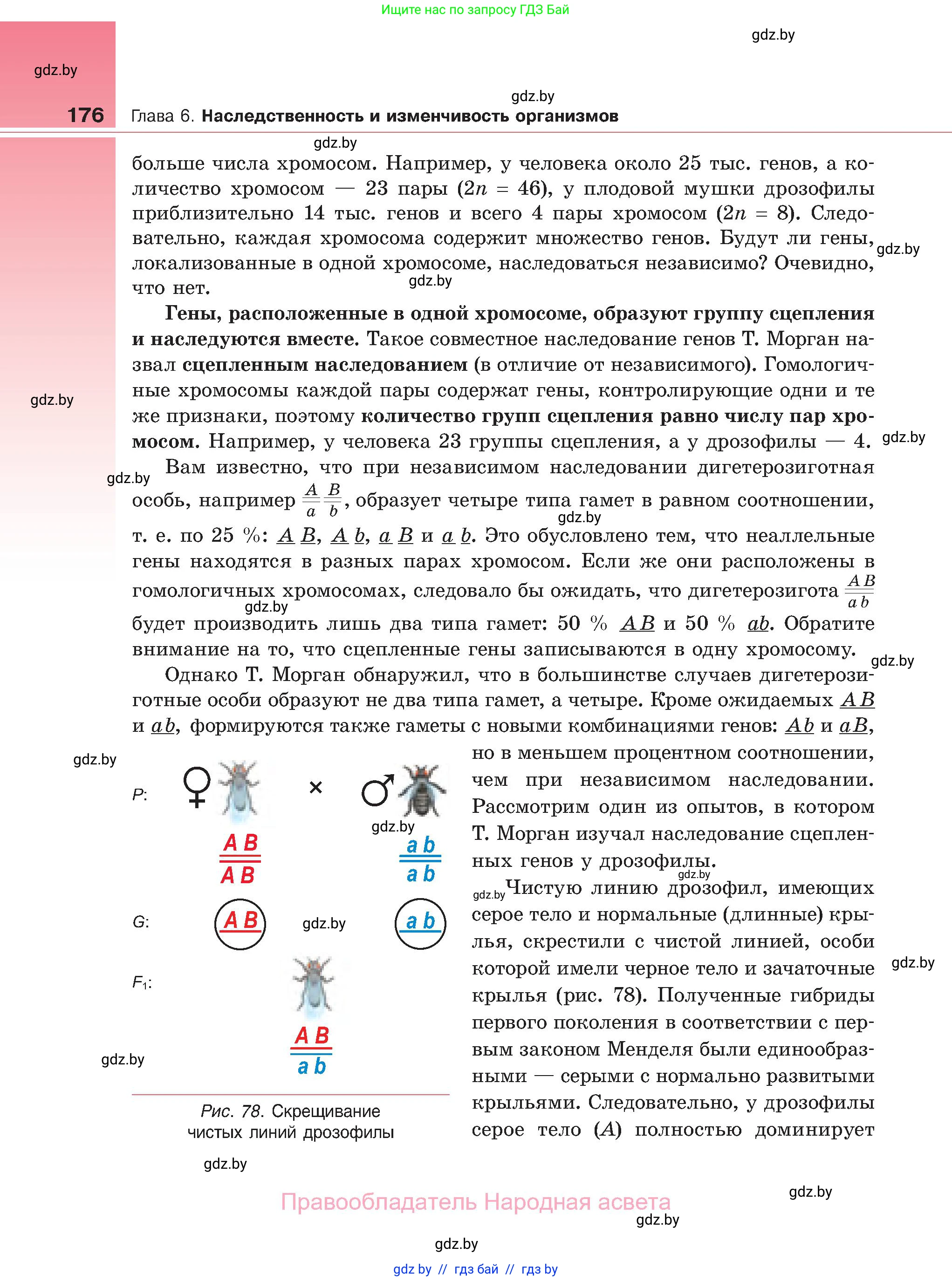 Биология, 11 класс Учебник, авторы: Дашков Максим Леонидович, Песнякевич Александр Георгиевич, Головач Алексей Михайлович, издательство Народная асвета, Минск, 2021, голубого цвета, страница 176