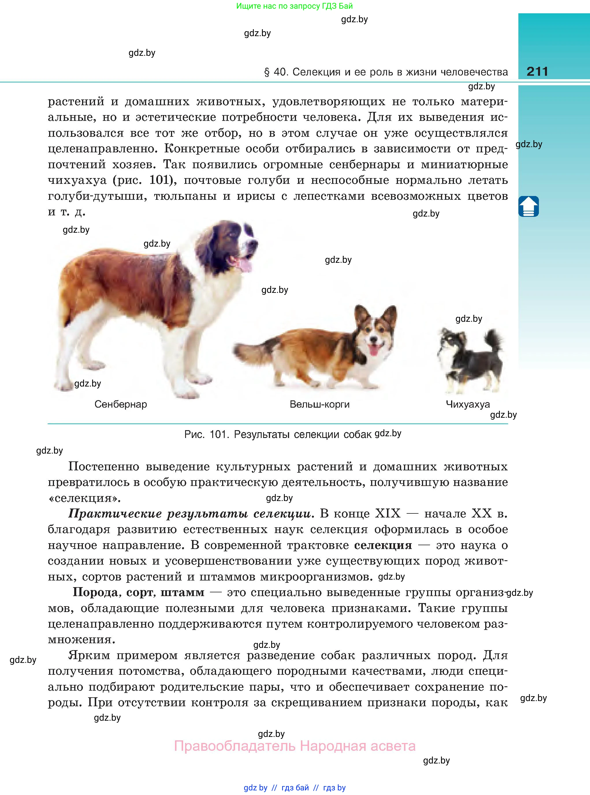 Биология, 11 класс Учебник, авторы: Дашков Максим Леонидович, Песнякевич Александр Георгиевич, Головач Алексей Михайлович, издательство Народная асвета, Минск, 2021, голубого цвета, страница 211