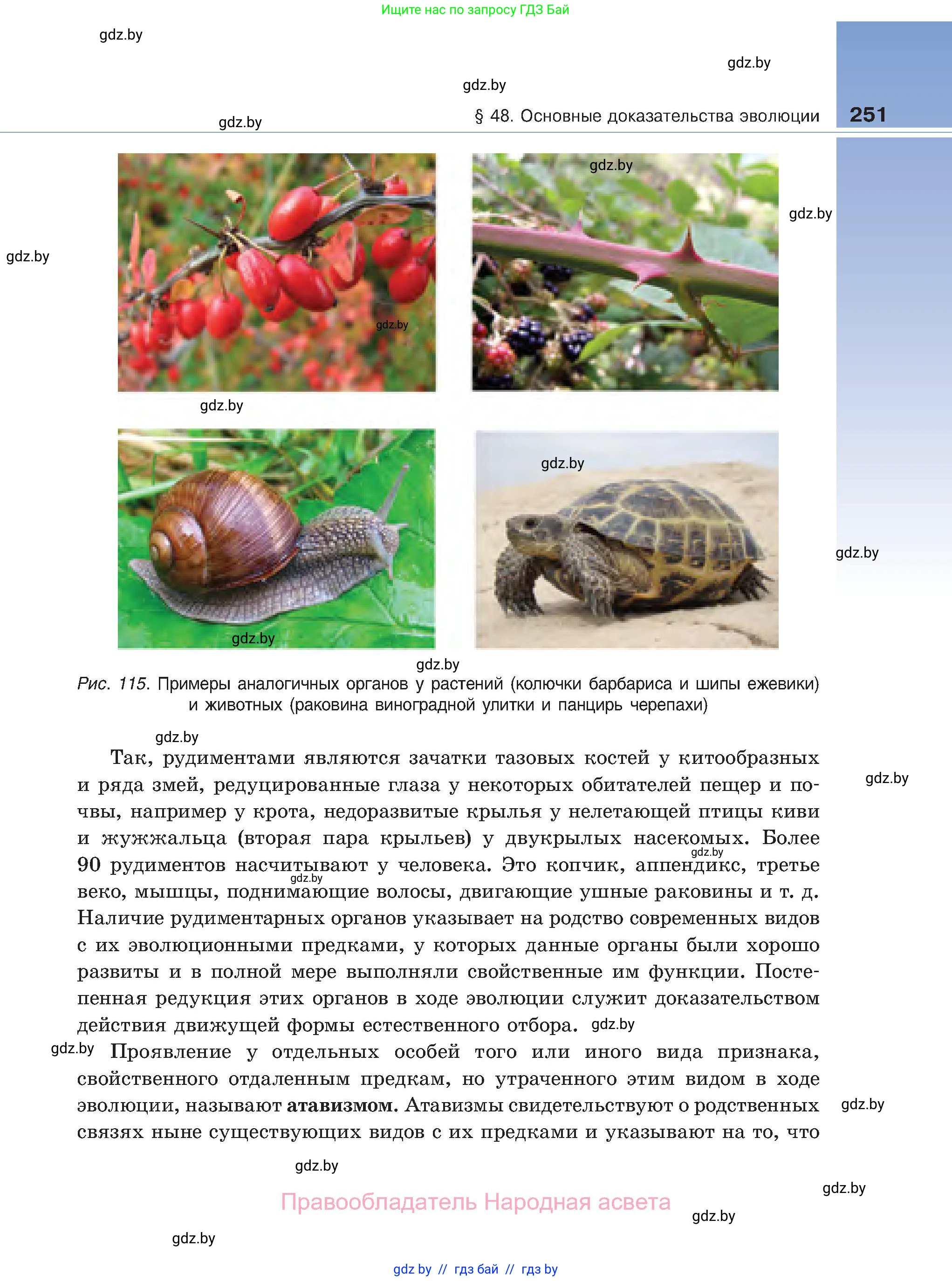 Биология, 11 класс Учебник, авторы: Дашков Максим Леонидович, Песнякевич Александр Георгиевич, Головач Алексей Михайлович, издательство Народная асвета, Минск, 2021, голубого цвета, страница 251