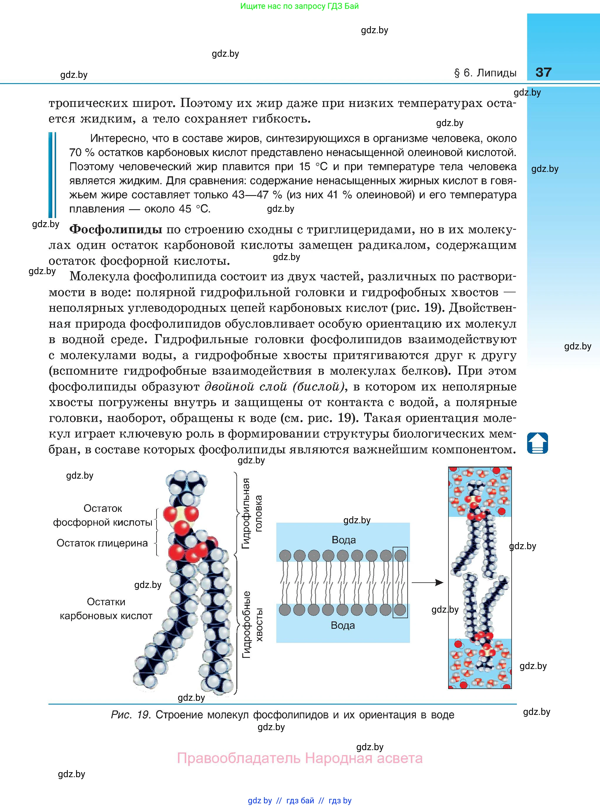 Биология, 11 класс Учебник, авторы: Дашков Максим Леонидович, Песнякевич Александр Георгиевич, Головач Алексей Михайлович, издательство Народная асвета, Минск, 2021, голубого цвета, страница 37