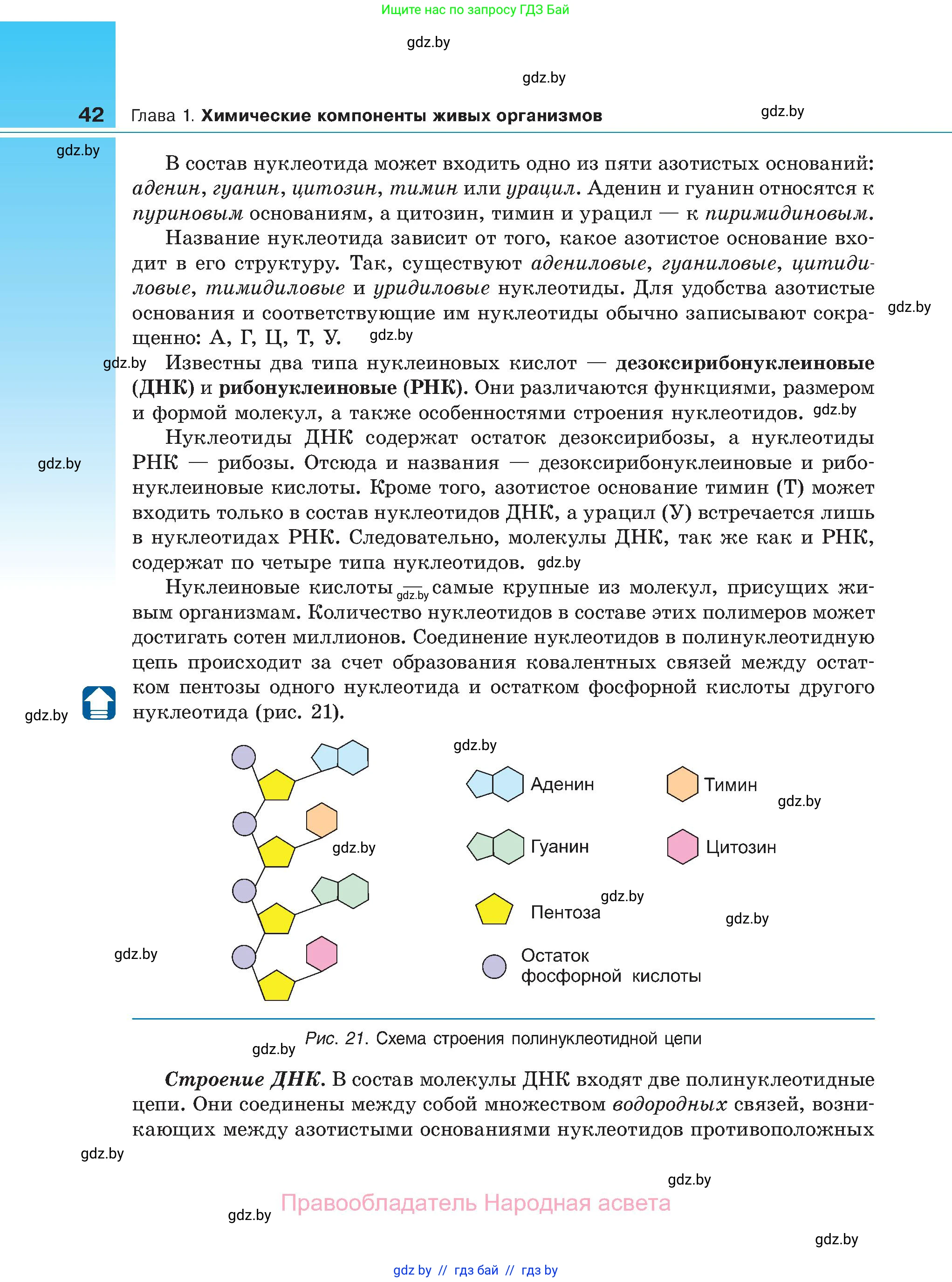 Биология, 11 класс Учебник, авторы: Дашков Максим Леонидович, Песнякевич Александр Георгиевич, Головач Алексей Михайлович, издательство Народная асвета, Минск, 2021, голубого цвета, страница 42