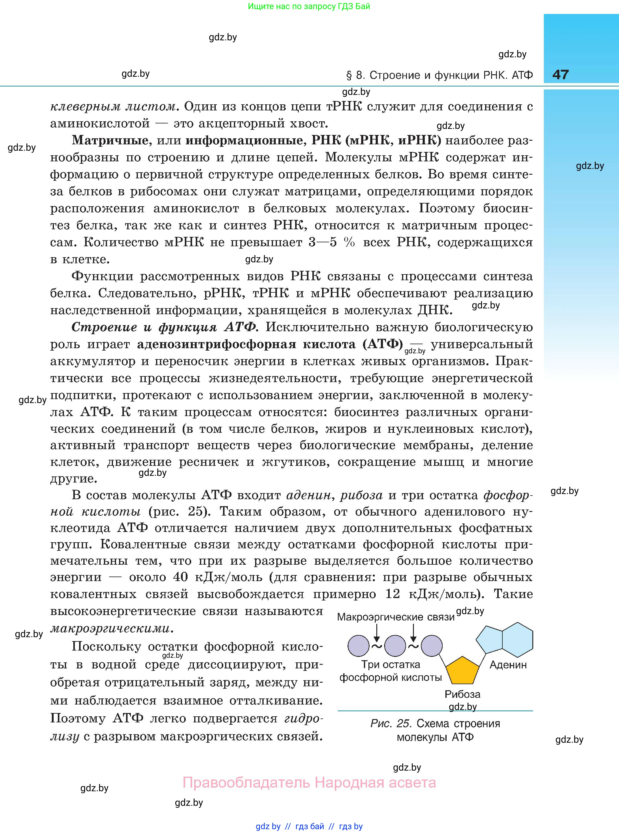 Биология, 11 класс Учебник, авторы: Дашков Максим Леонидович, Песнякевич Александр Георгиевич, Головач Алексей Михайлович, издательство Народная асвета, Минск, 2021, голубого цвета, страница 47
