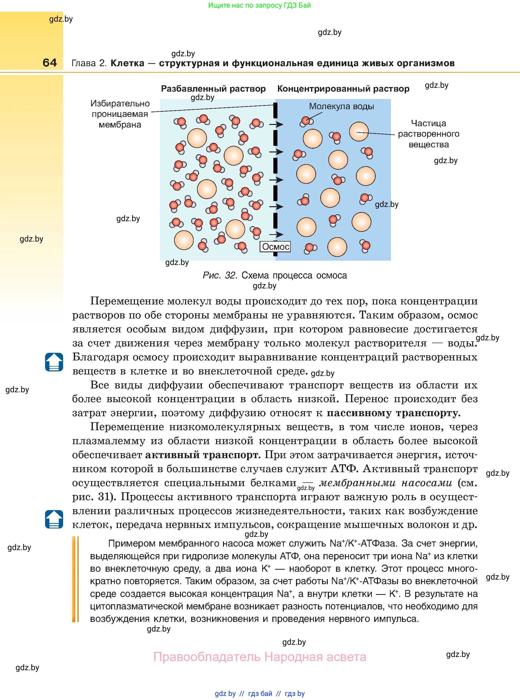 Биология, 11 класс Учебник, авторы: Дашков Максим Леонидович, Песнякевич Александр Георгиевич, Головач Алексей Михайлович, издательство Народная асвета, Минск, 2021, голубого цвета, страница 64