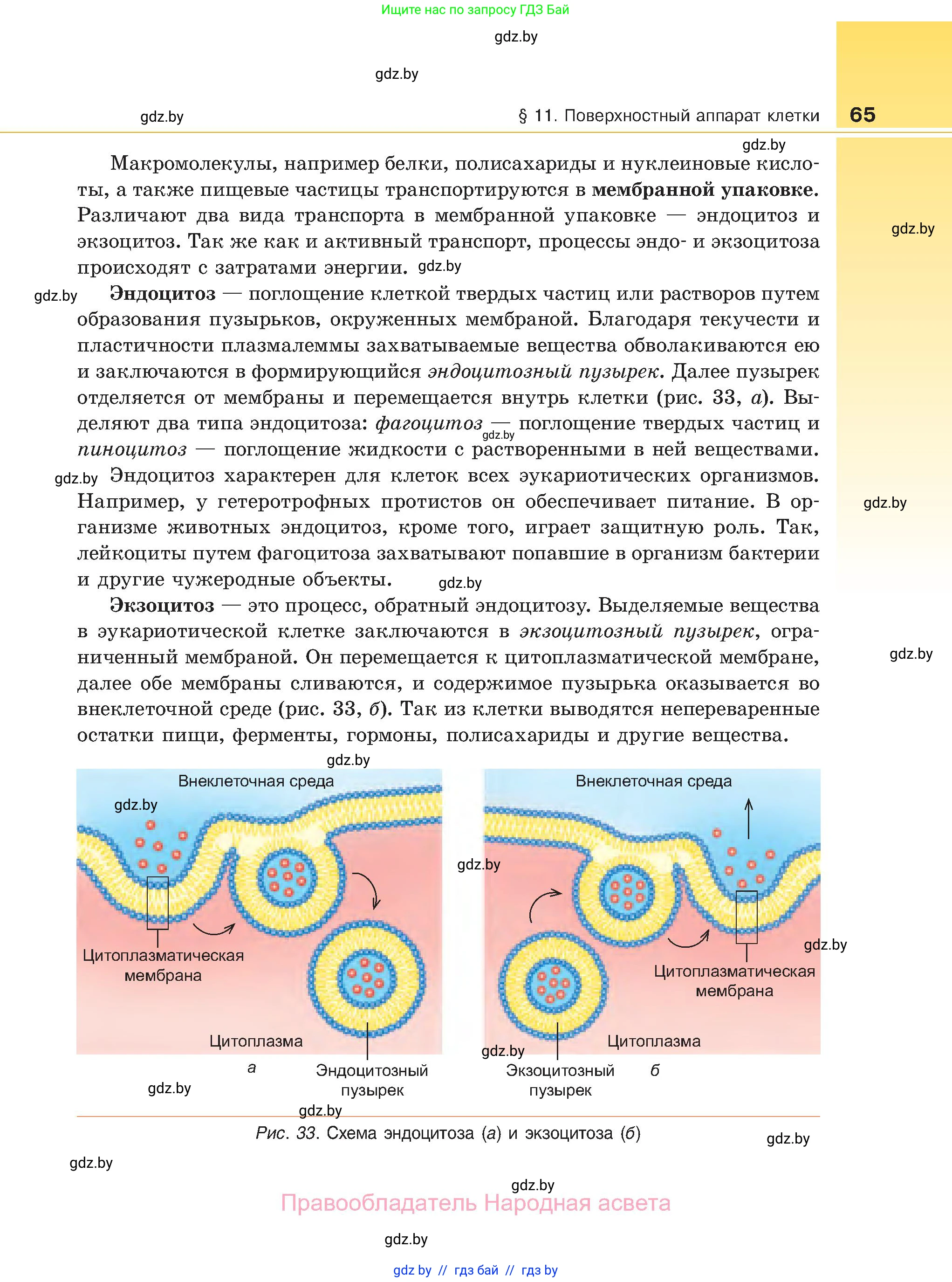 Биология, 11 класс Учебник, авторы: Дашков Максим Леонидович, Песнякевич Александр Георгиевич, Головач Алексей Михайлович, издательство Народная асвета, Минск, 2021, голубого цвета, страница 65