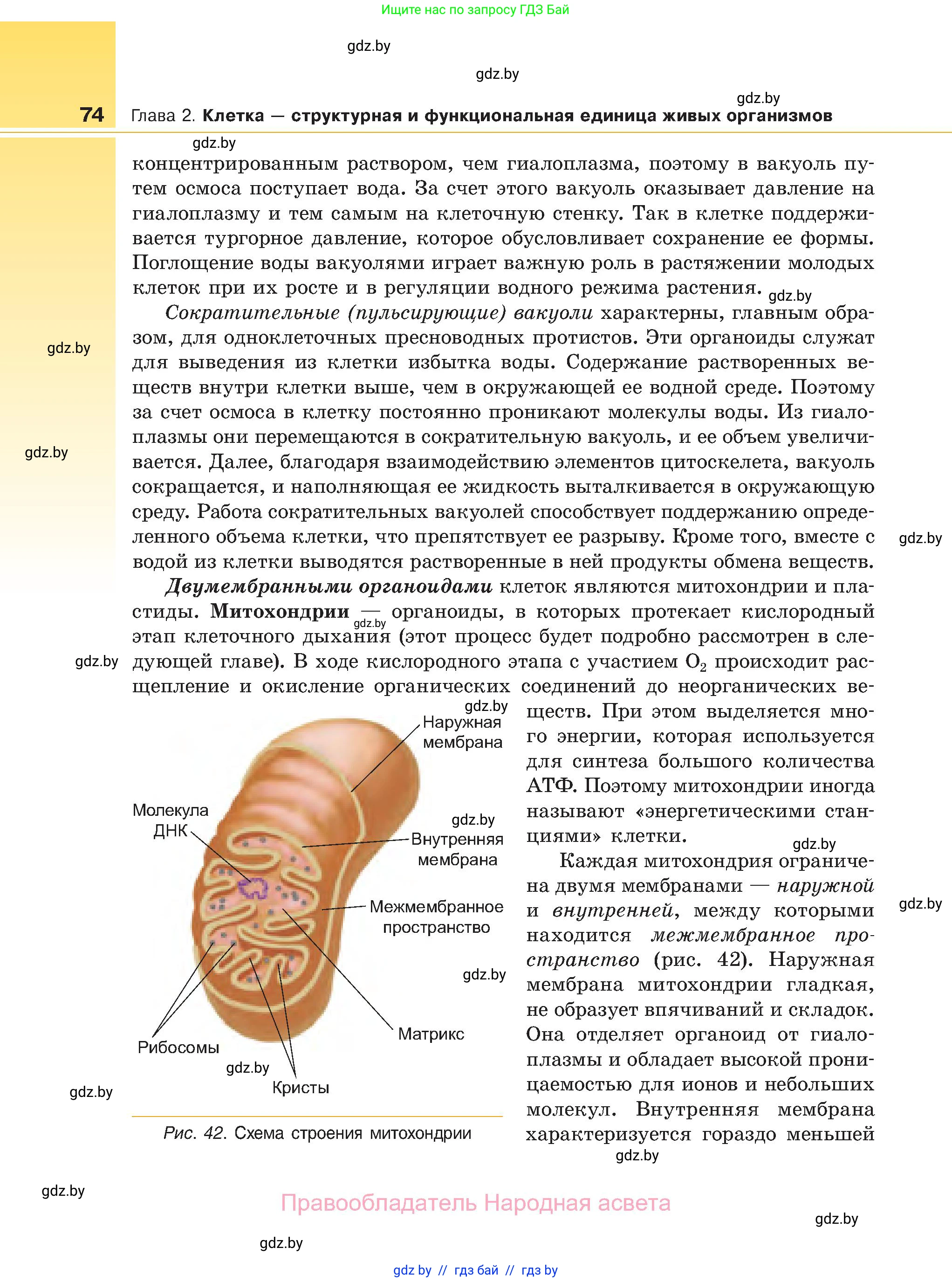Биология, 11 класс Учебник, авторы: Дашков Максим Леонидович, Песнякевич Александр Георгиевич, Головач Алексей Михайлович, издательство Народная асвета, Минск, 2021, голубого цвета, страница 74