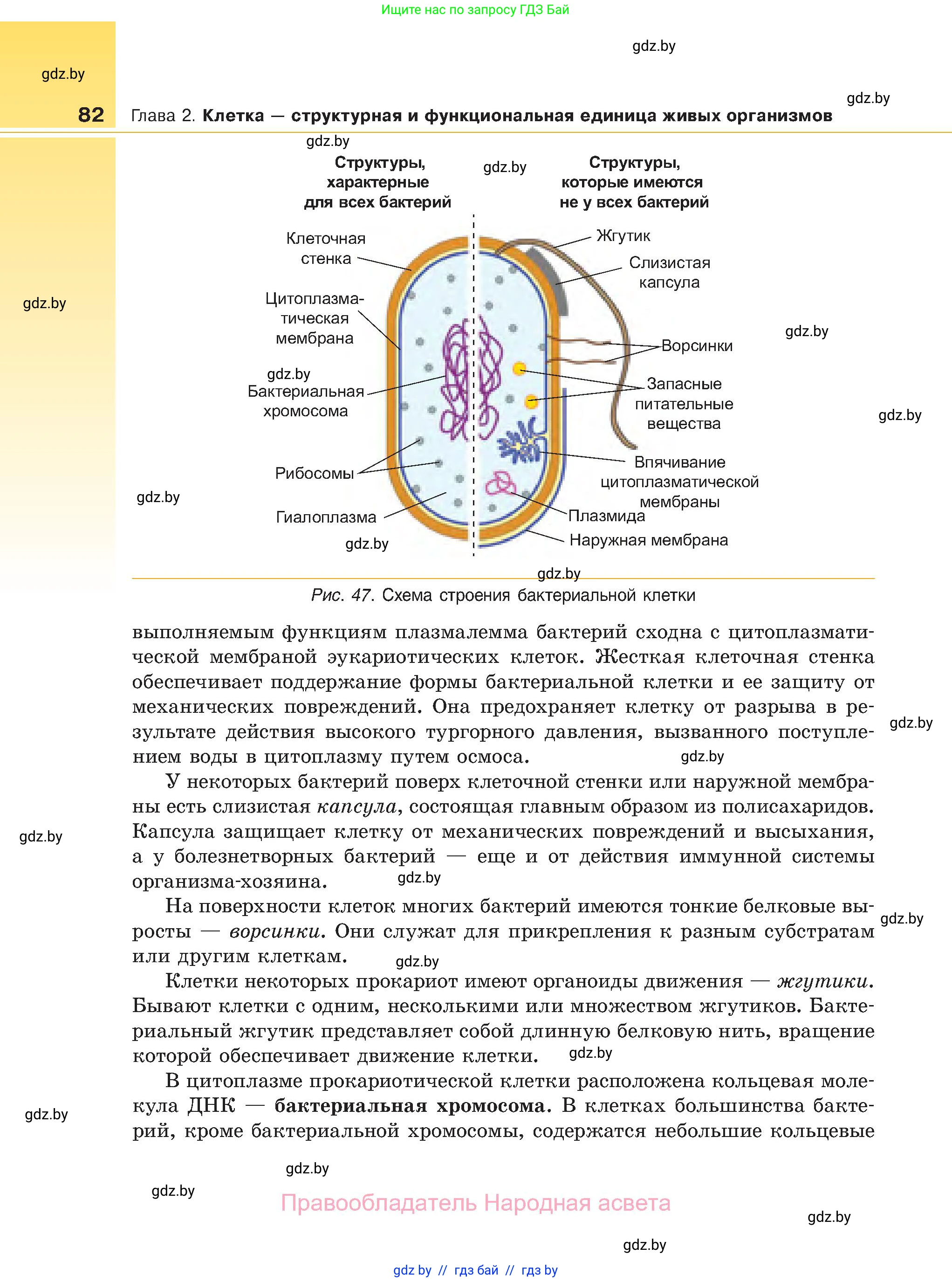 Биология, 11 класс Учебник, авторы: Дашков Максим Леонидович, Песнякевич Александр Георгиевич, Головач Алексей Михайлович, издательство Народная асвета, Минск, 2021, голубого цвета, страница 82