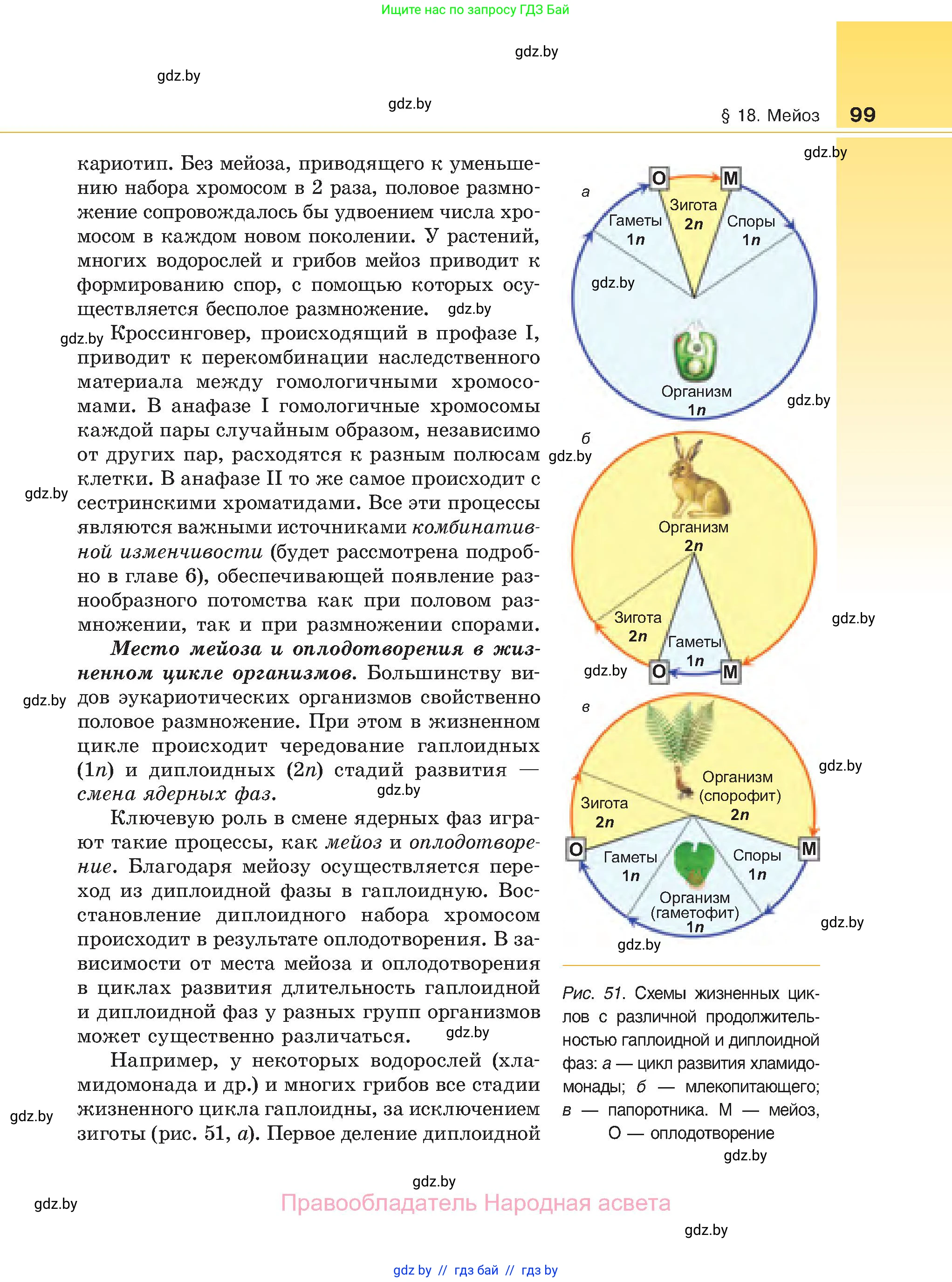 Биология, 11 класс Учебник, авторы: Дашков Максим Леонидович, Песнякевич Александр Георгиевич, Головач Алексей Михайлович, издательство Народная асвета, Минск, 2021, голубого цвета, страница 99