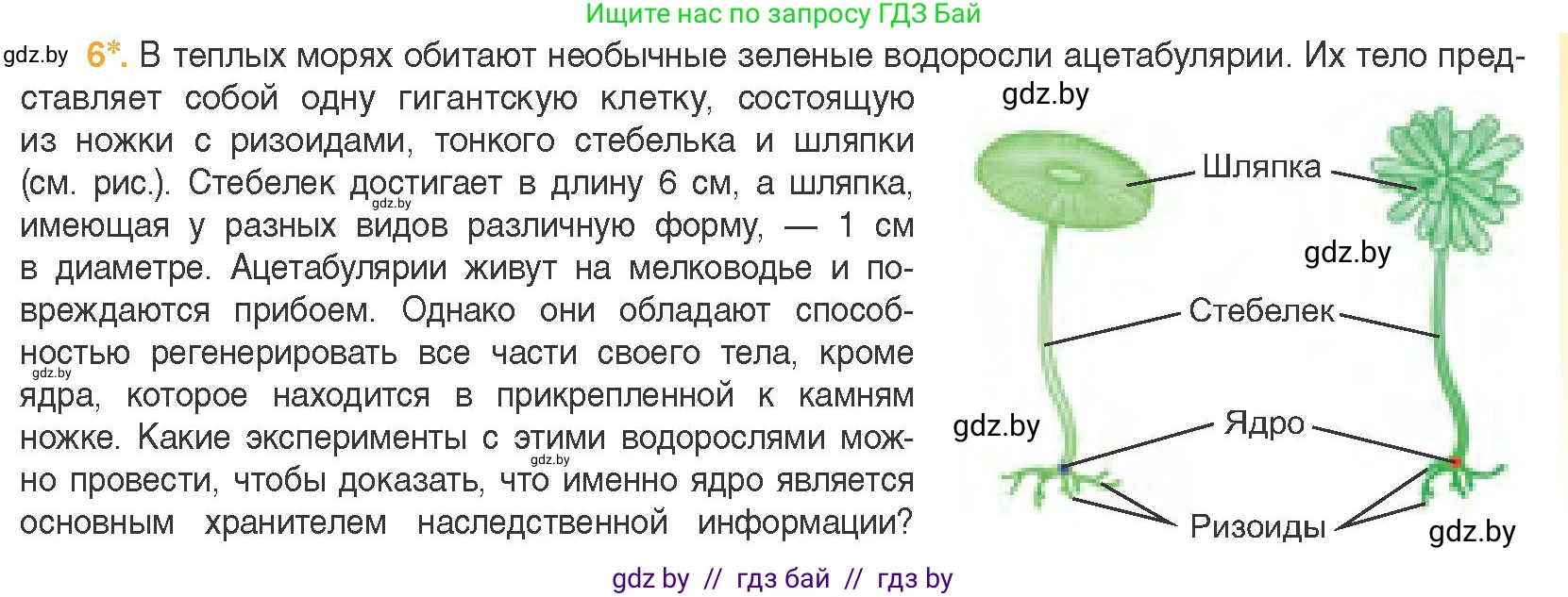 Биология, 11 класс Учебник, авторы: Дашков Максим Леонидович, Песнякевич Александр Георгиевич, Головач Алексей Михайлович, издательство Народная асвета, Минск, 2021, голубого цвета, страница 81, номер 6, Условие