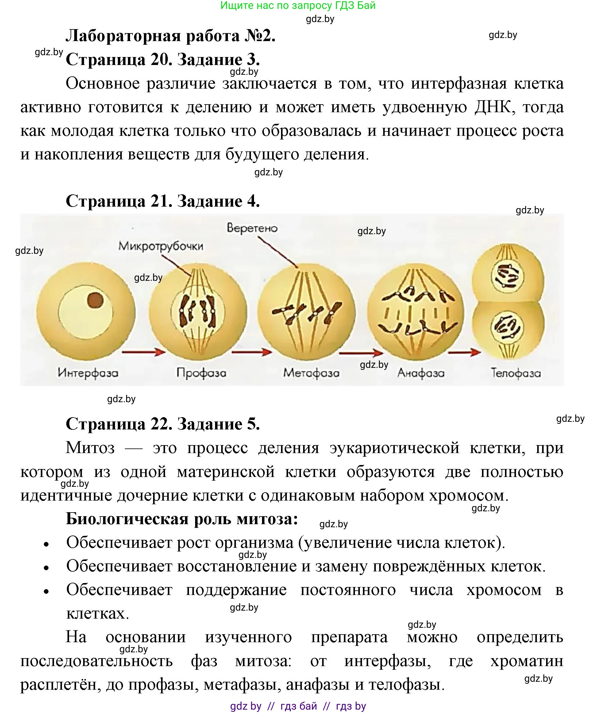 Биология, 11 класс Тетрадь для лабораторных и практических работ, автор: Хруцкая Тамара Викторовна, издательство Аверсэв, Минск, 2025, жёлтого цвета, страница 19, Решение