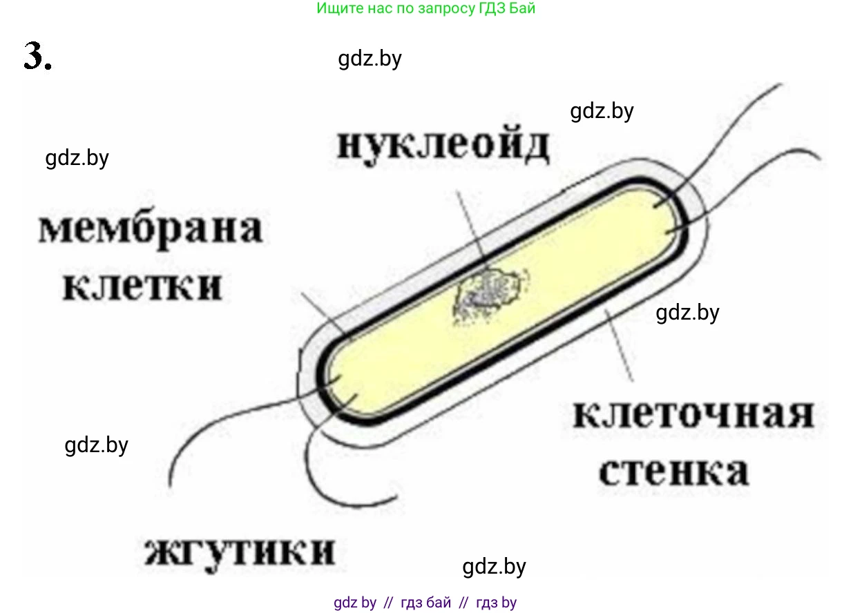 Биология, 11 класс Тетрадь для лабораторных и практических работ, автор: Хруцкая Тамара Викторовна, издательство Аверсэв, Минск, 2021, жёлтого цвета, страница 14, номер 1-3, Решение