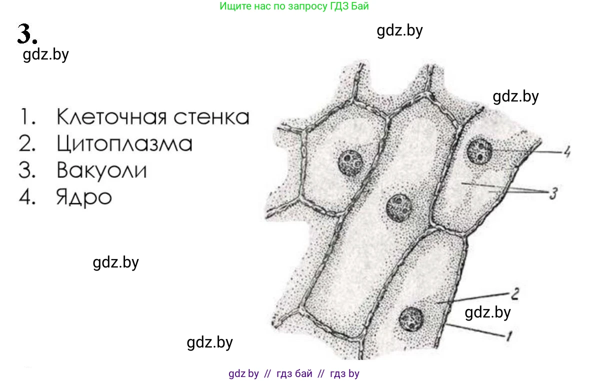 Биология, 11 класс Тетрадь для лабораторных и практических работ, автор: Хруцкая Тамара Викторовна, издательство Аверсэв, Минск, 2021, жёлтого цвета, страница 21, номер 1-3, Решение