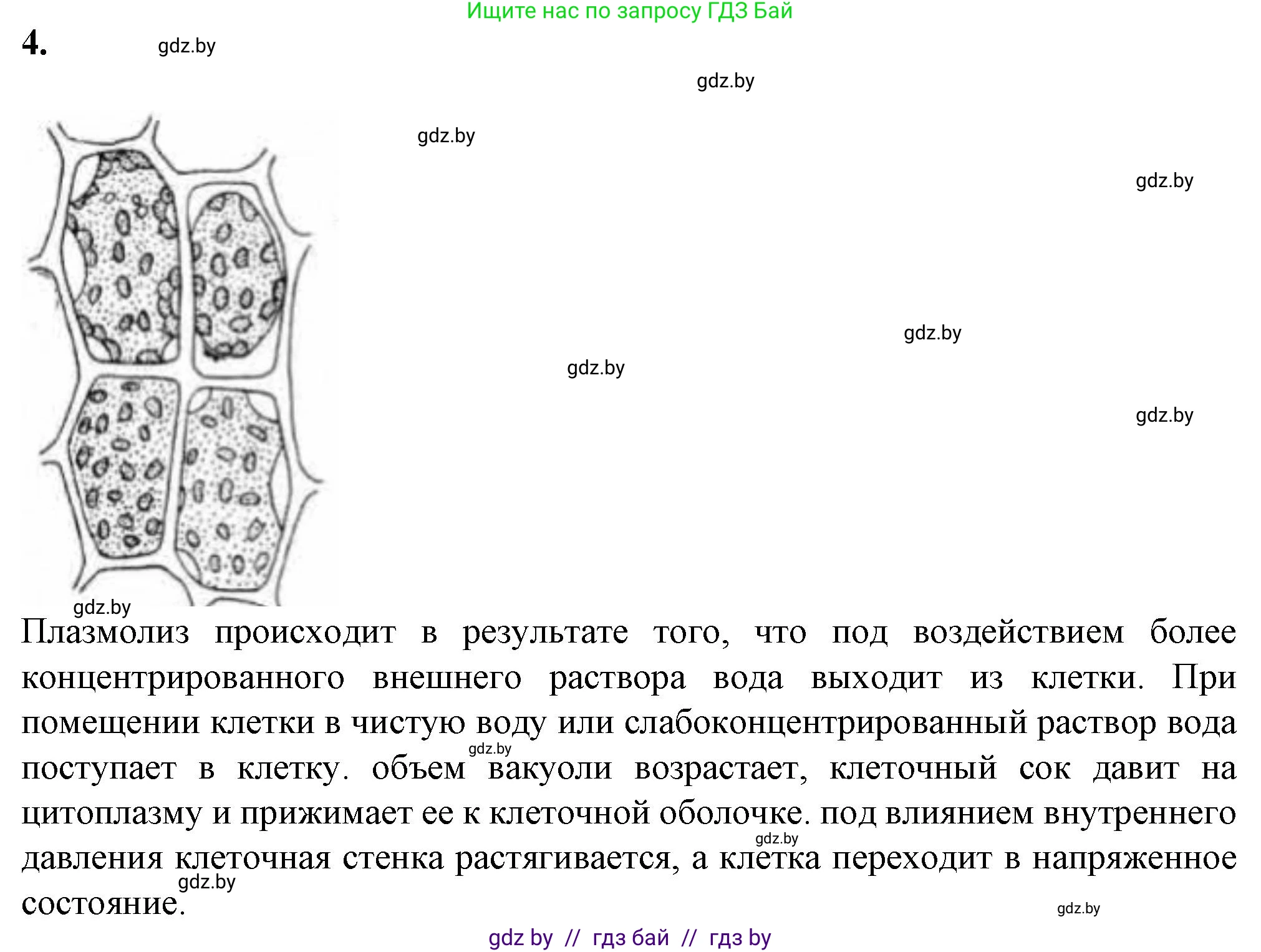Биология, 11 класс Тетрадь для лабораторных и практических работ, автор: Хруцкая Тамара Викторовна, издательство Аверсэв, Минск, 2021, жёлтого цвета, страница 21, номер 4, Решение