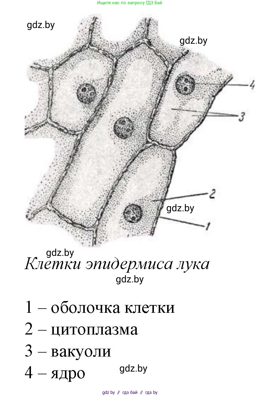 Биология, 11 класс Тетрадь для лабораторных и практических работ, автор: Хруцкая Тамара Викторовна, издательство Аверсэв, Минск, 2021, жёлтого цвета, страница 24, номер 1, Решение