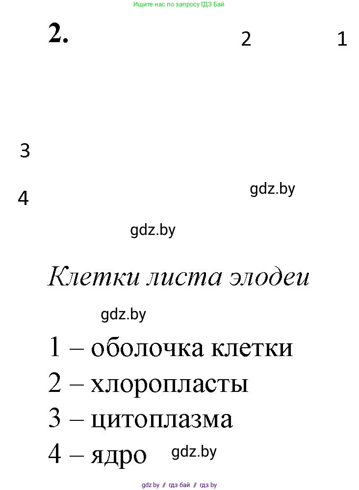 Биология, 11 класс Тетрадь для лабораторных и практических работ, автор: Хруцкая Тамара Викторовна, издательство Аверсэв, Минск, 2021, жёлтого цвета, страница 25, номер 2, Решение