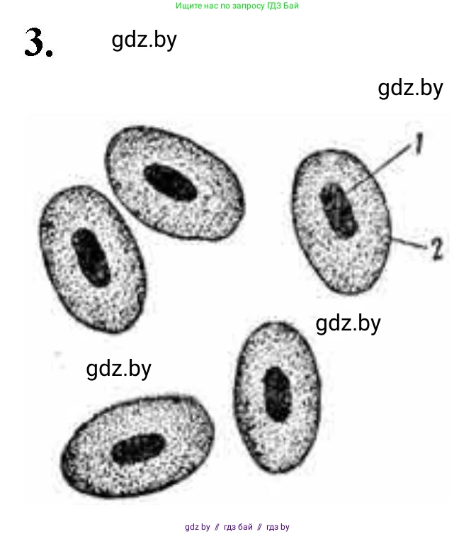 Биология, 11 класс Тетрадь для лабораторных и практических работ, автор: Хруцкая Тамара Викторовна, издательство Аверсэв, Минск, 2021, жёлтого цвета, страница 25, номер 3, Решение