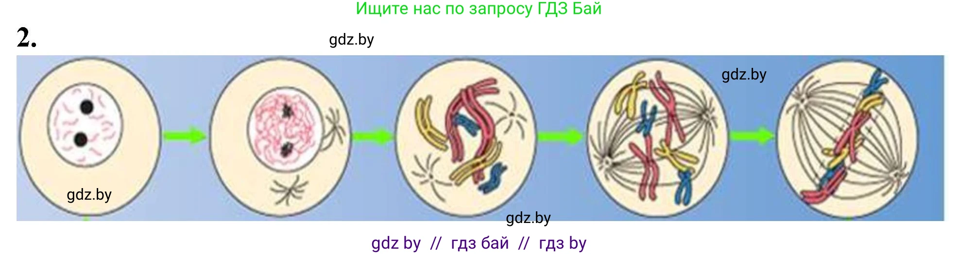 Биология, 11 класс Тетрадь для лабораторных и практических работ, автор: Хруцкая Тамара Викторовна, издательство Аверсэв, Минск, 2021, жёлтого цвета, страница 32, номер 2, Решение