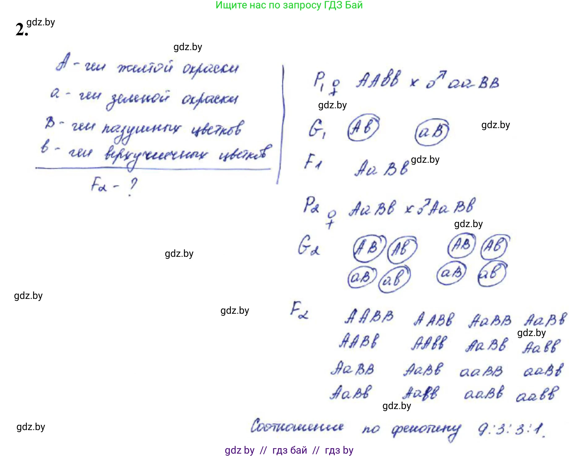 Биология, 11 класс Тетрадь для лабораторных и практических работ, автор: Хруцкая Тамара Викторовна, издательство Аверсэв, Минск, 2021, жёлтого цвета, страница 60, номер 2, Решение