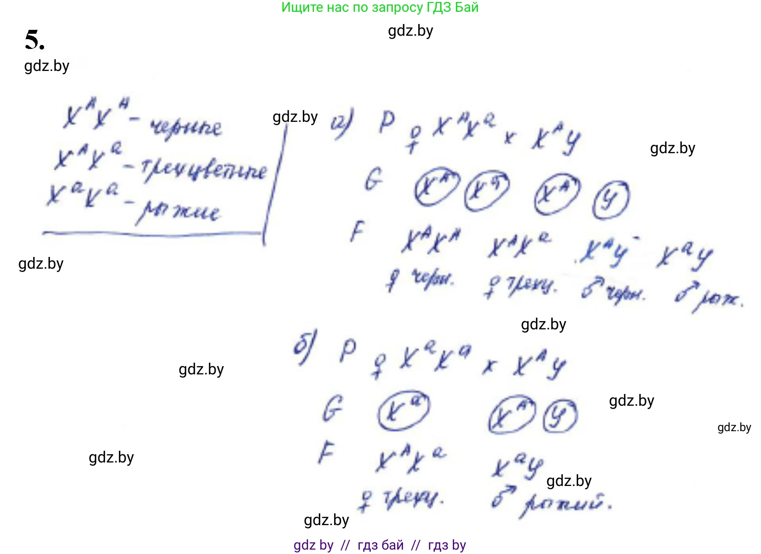 Биология, 11 класс Тетрадь для лабораторных и практических работ, автор: Хруцкая Тамара Викторовна, издательство Аверсэв, Минск, 2021, жёлтого цвета, страница 73, номер 5, Решение