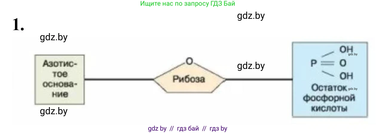 Биология, 11 класс рабочая тетрадь, автор: Хруцкая Тамара Викторовна, издательство Аверсэв, Минск, 2021, зелёного цвета, страница 16, номер 1, Решение
