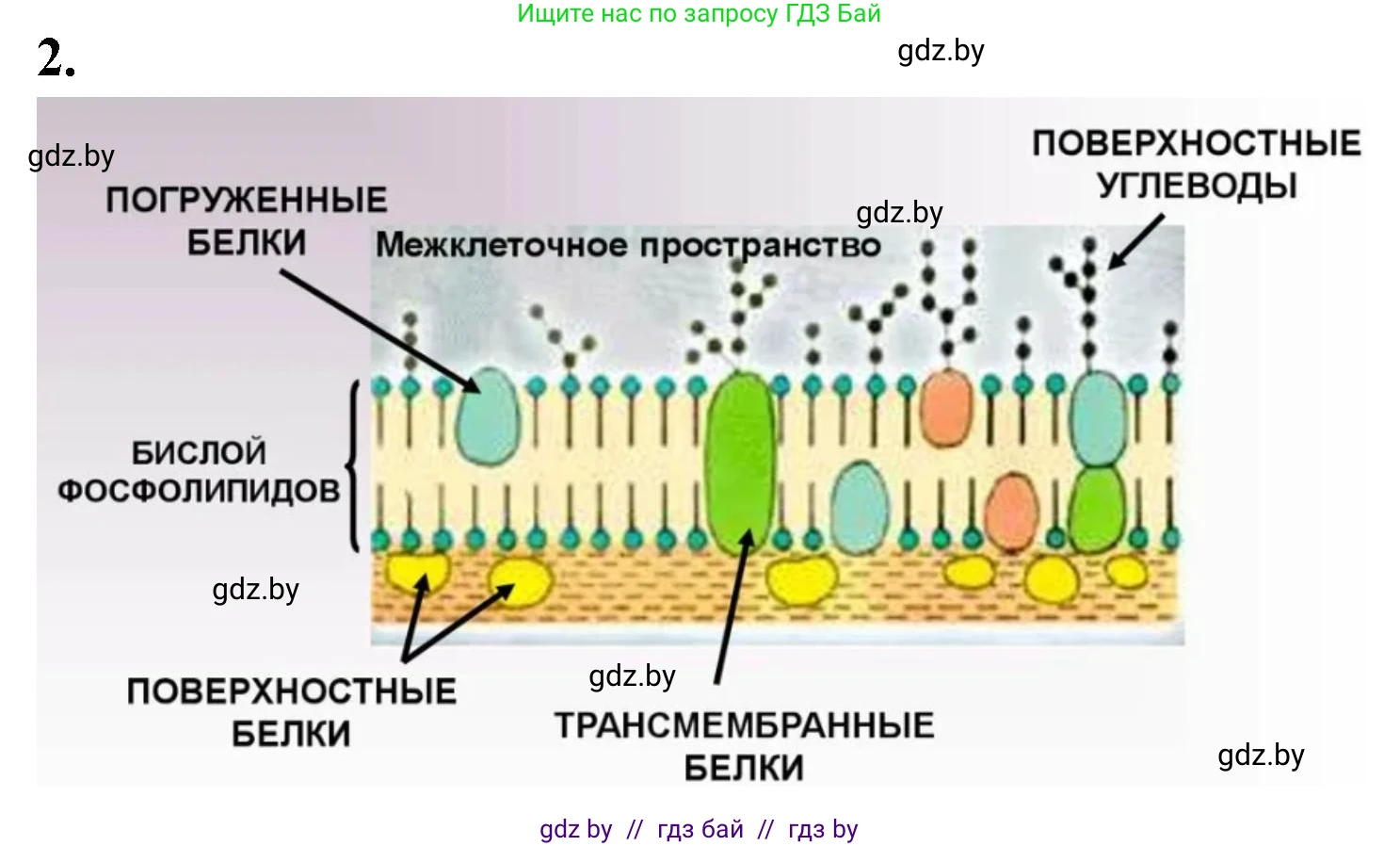 Биология, 11 класс рабочая тетрадь, автор: Хруцкая Тамара Викторовна, издательство Аверсэв, Минск, 2021, зелёного цвета, страница 21, номер 2, Решение