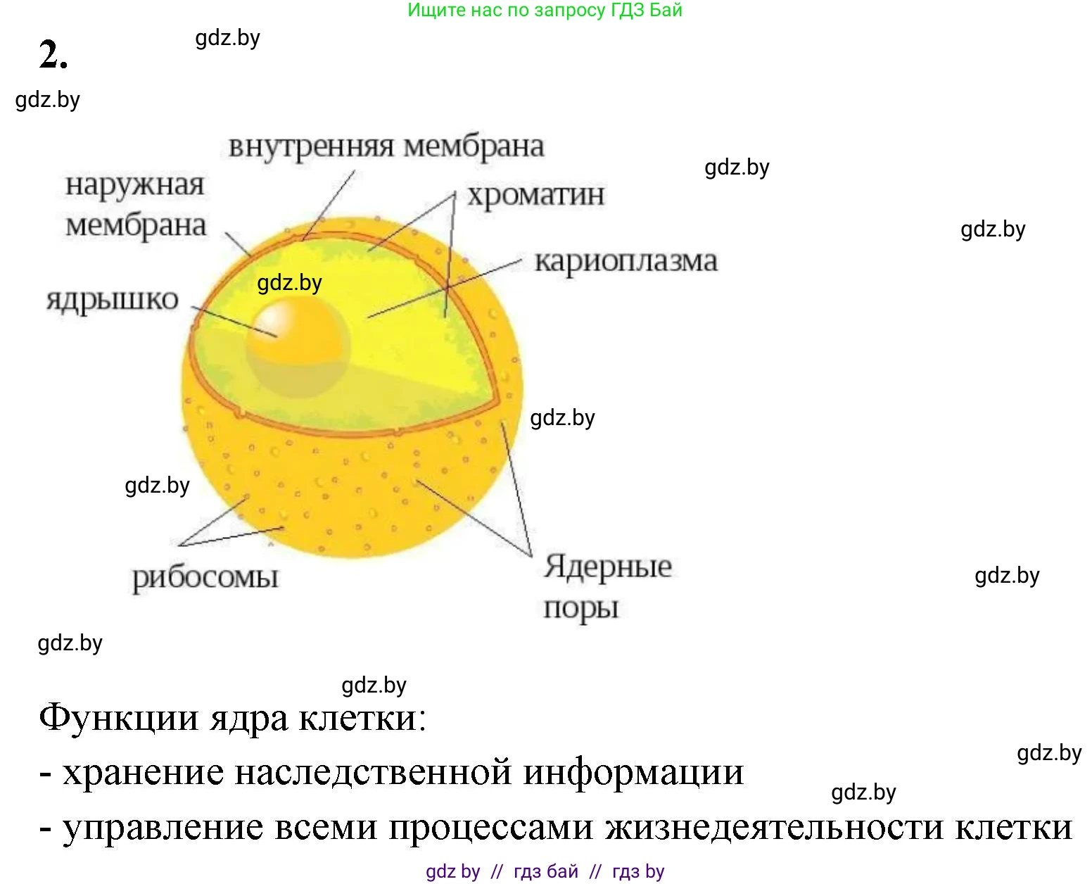 Биология, 11 класс рабочая тетрадь, автор: Хруцкая Тамара Викторовна, издательство Аверсэв, Минск, 2021, зелёного цвета, страница 27, номер 2, Решение