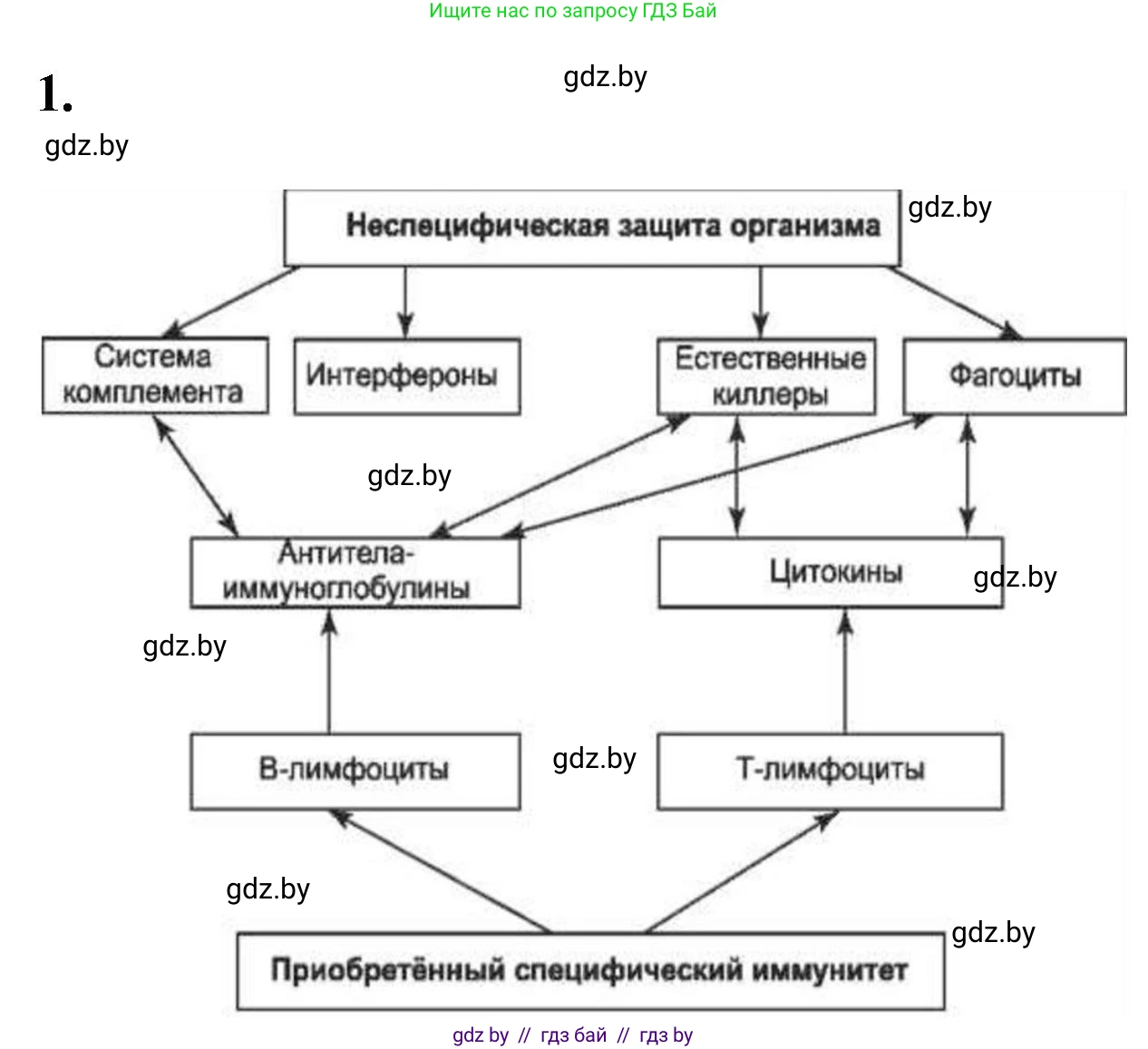 Биология, 11 класс рабочая тетрадь, автор: Хруцкая Тамара Викторовна, издательство Аверсэв, Минск, 2021, зелёного цвета, страница 53, номер 1, Решение