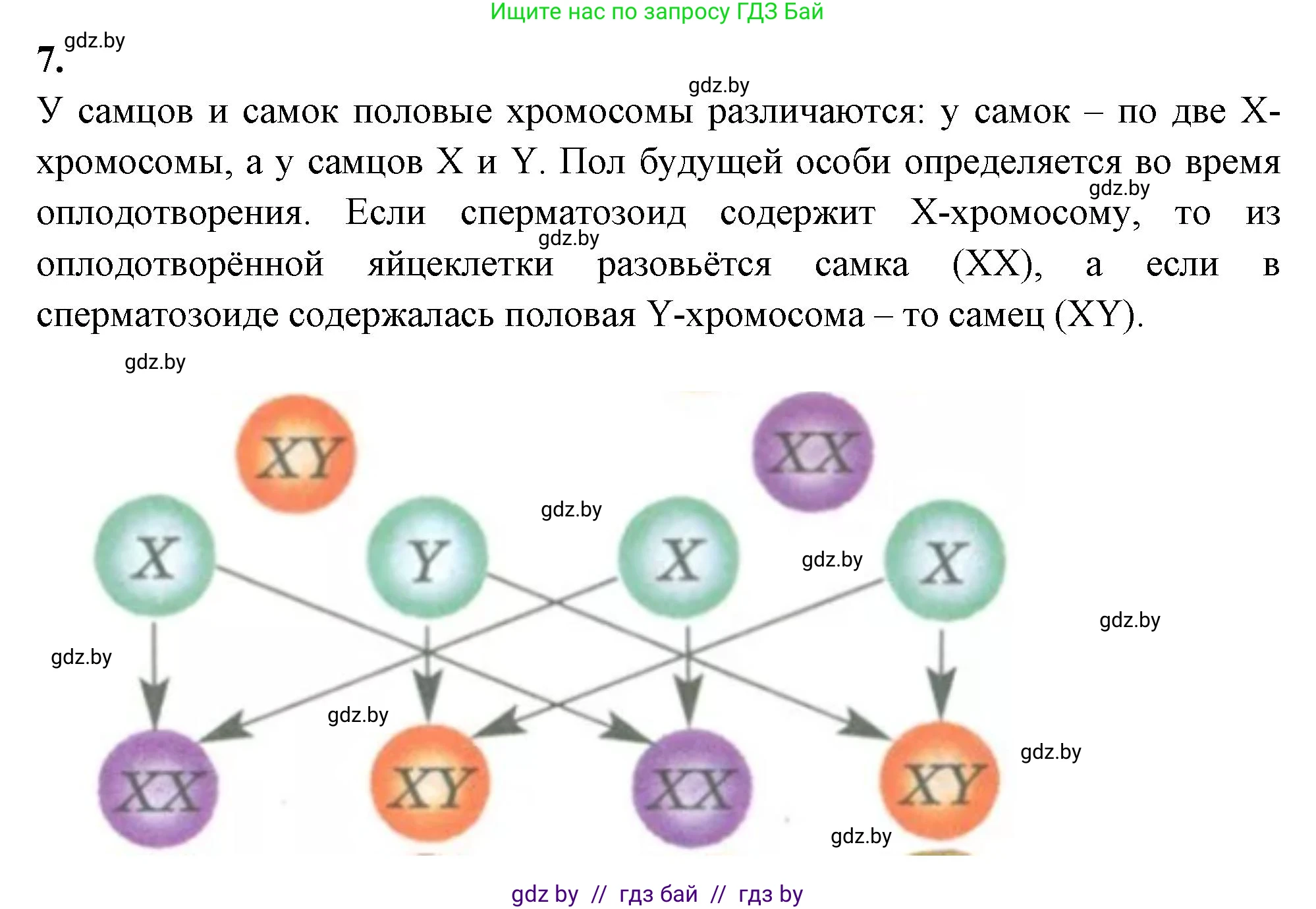 Биология, 11 класс рабочая тетрадь, автор: Хруцкая Тамара Викторовна, издательство Аверсэв, Минск, 2021, зелёного цвета, страница 68, номер 7, Решение