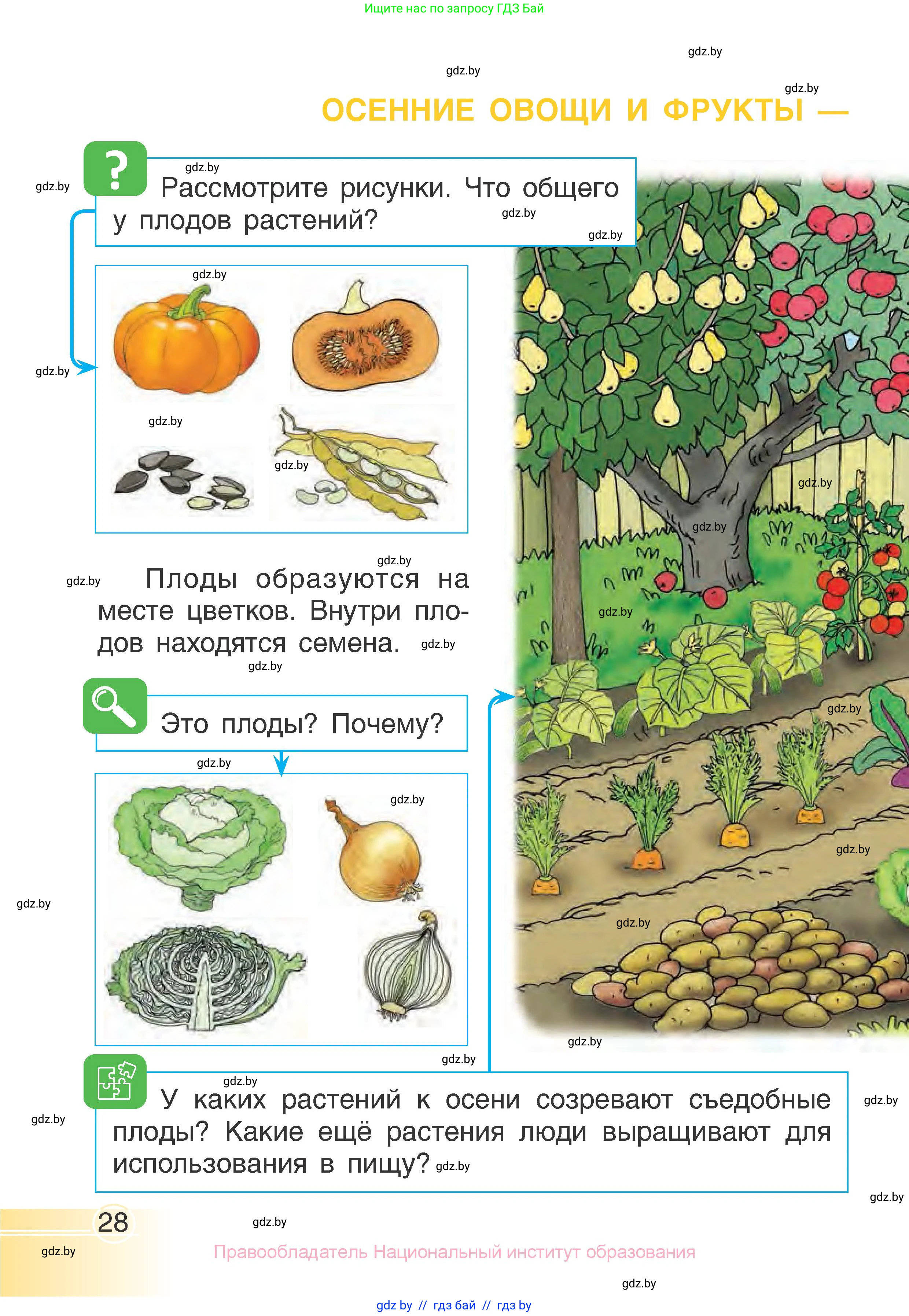 Человек и мир, 1 класс Учебник, авторы: Трафимова Галина Владимировна, Трафимов Сергей Анатольевич, издательство Национальный институт образования, Минск, 2023, салатового цвета, страница 28