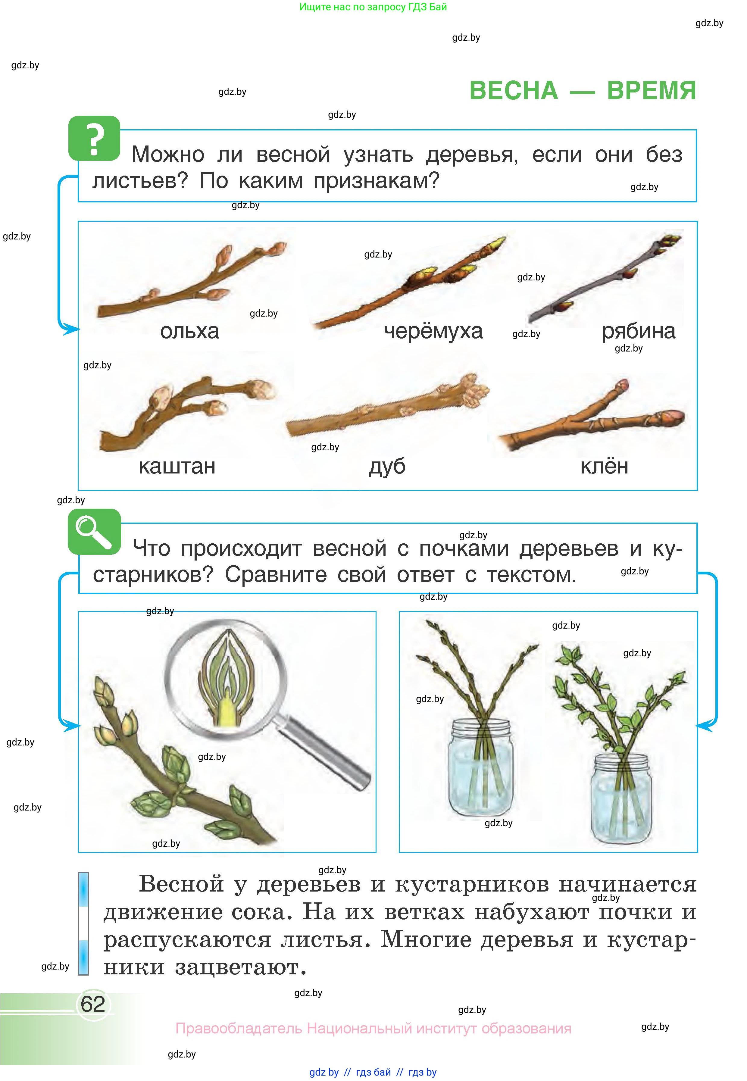 Человек и мир, 1 класс Учебник, авторы: Трафимова Галина Владимировна, Трафимов Сергей Анатольевич, издательство Национальный институт образования, Минск, 2023, салатового цвета, страница 62