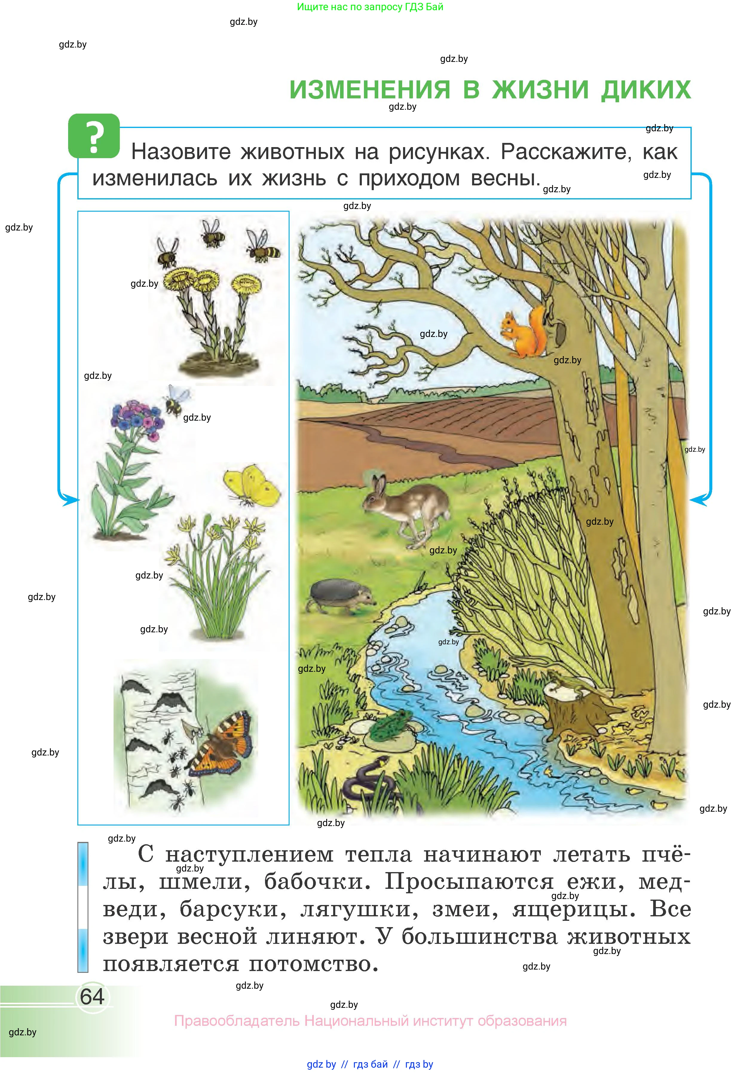 Человек и мир, 1 класс Учебник, авторы: Трафимова Галина Владимировна, Трафимов Сергей Анатольевич, издательство Национальный институт образования, Минск, 2023, салатового цвета, страница 64
