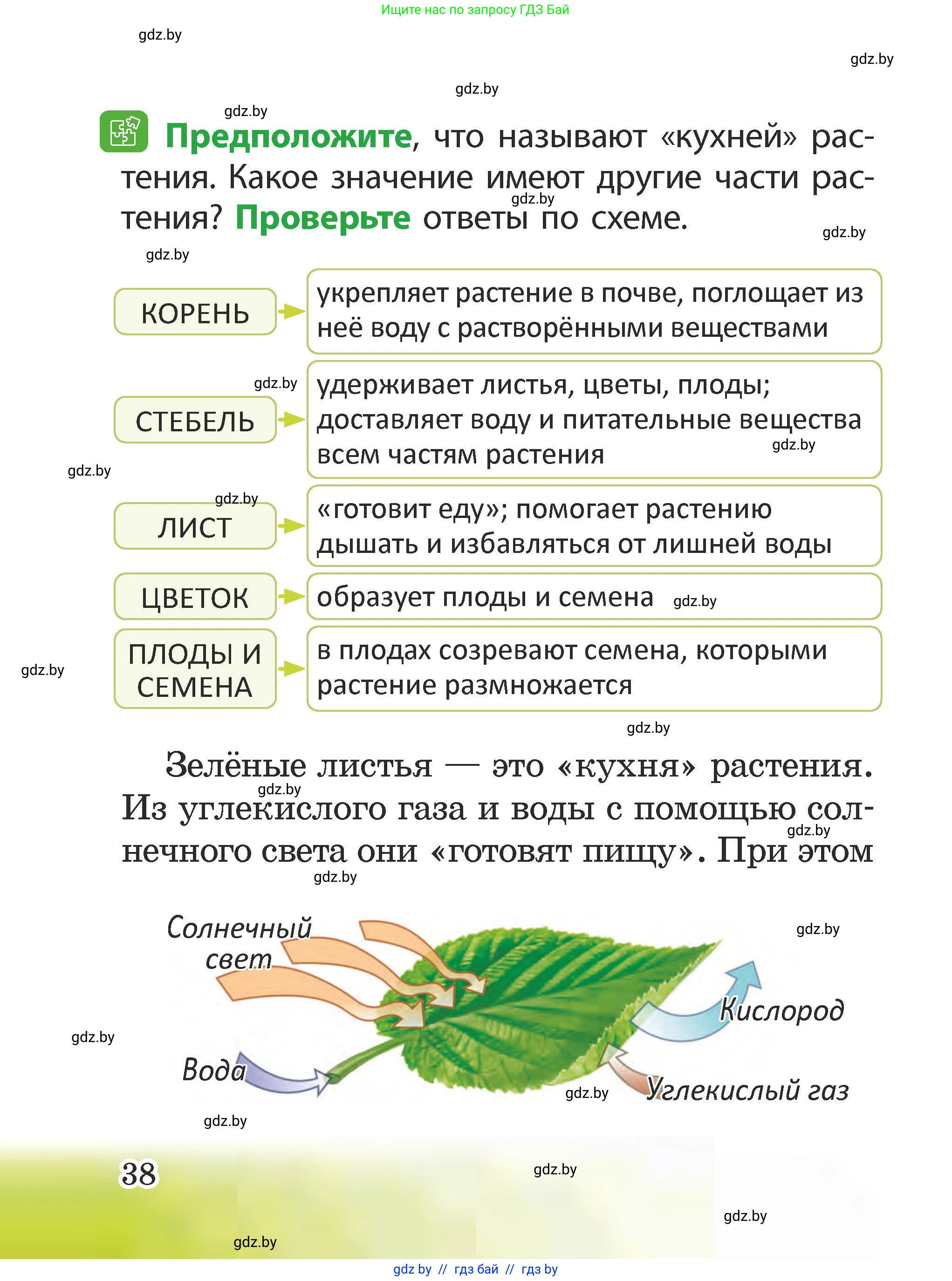 Человек и мир, 2 класс Учебник, авторы: Трафимова Галина Владимировна, Трафимов Сергей Анатольевич, издательство Академия образования, Минск, 2024, страница 38