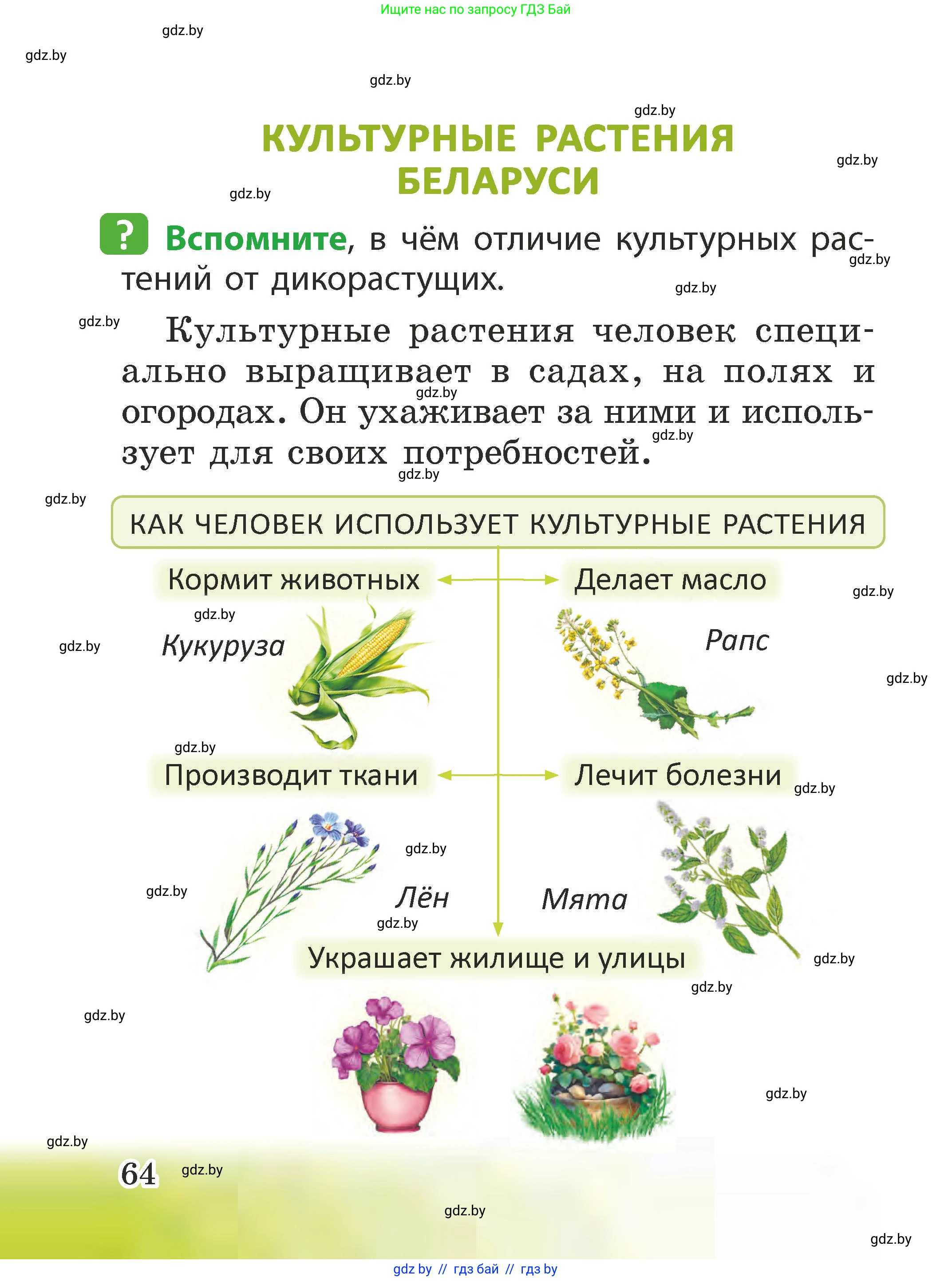 Человек и мир, 2 класс Учебник, авторы: Трафимова Галина Владимировна, Трафимов Сергей Анатольевич, издательство Академия образования, Минск, 2024, страница 64