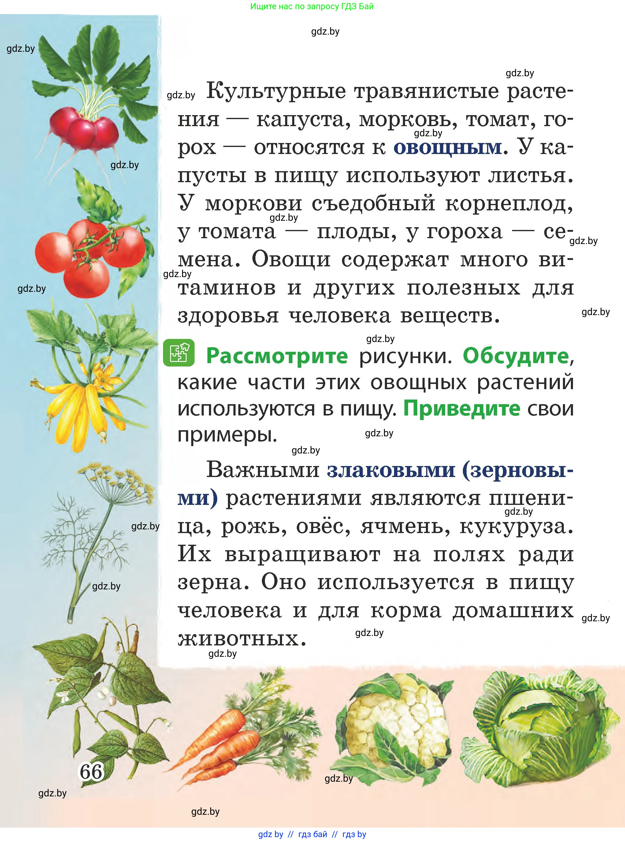 Человек и мир, 2 класс Учебник, авторы: Трафимова Галина Владимировна, Трафимов Сергей Анатольевич, издательство Академия образования, Минск, 2024, страница 66