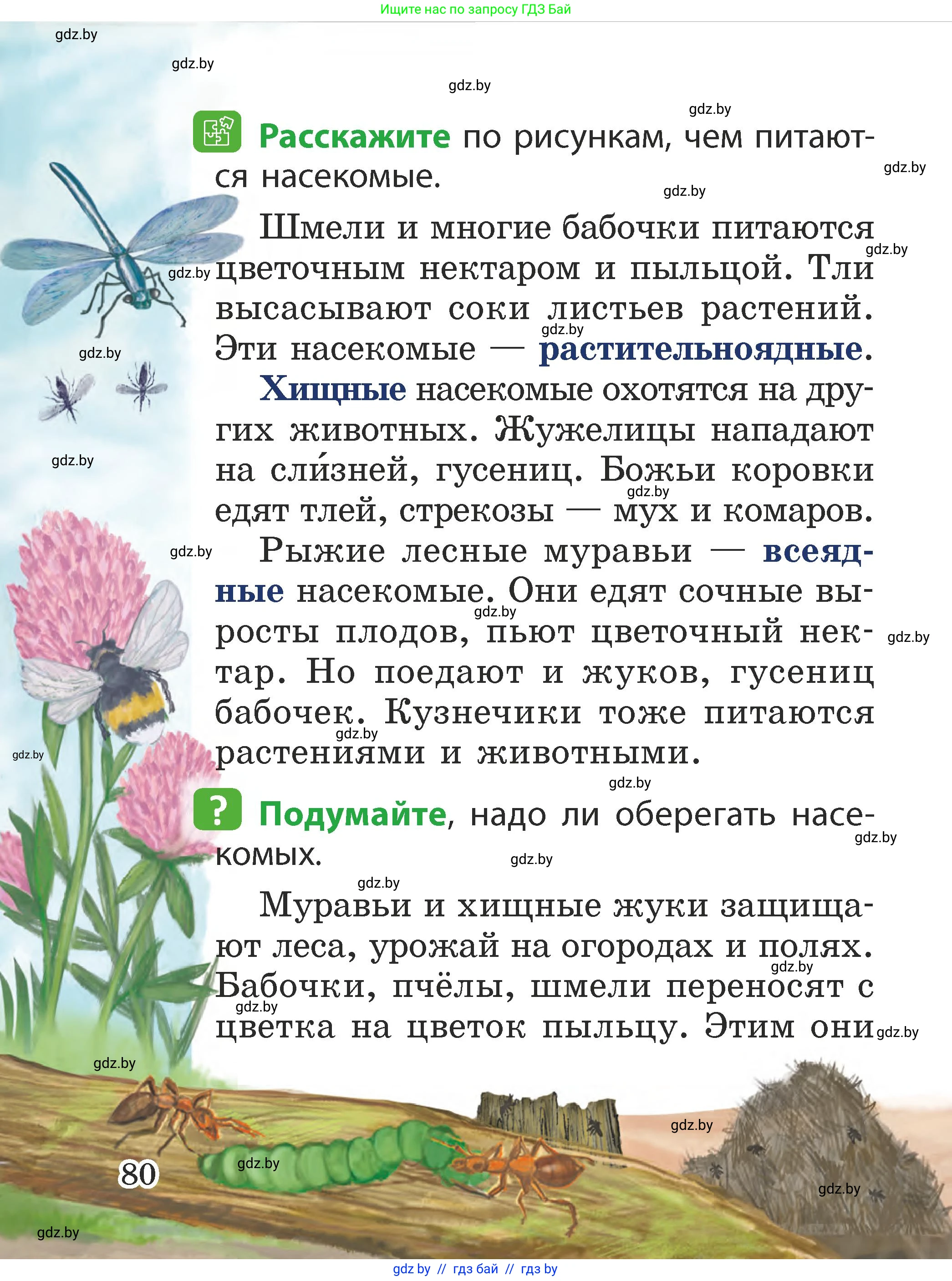 Человек и мир, 2 класс Учебник, авторы: Трафимова Галина Владимировна, Трафимов Сергей Анатольевич, издательство Академия образования, Минск, 2024, страница 80
