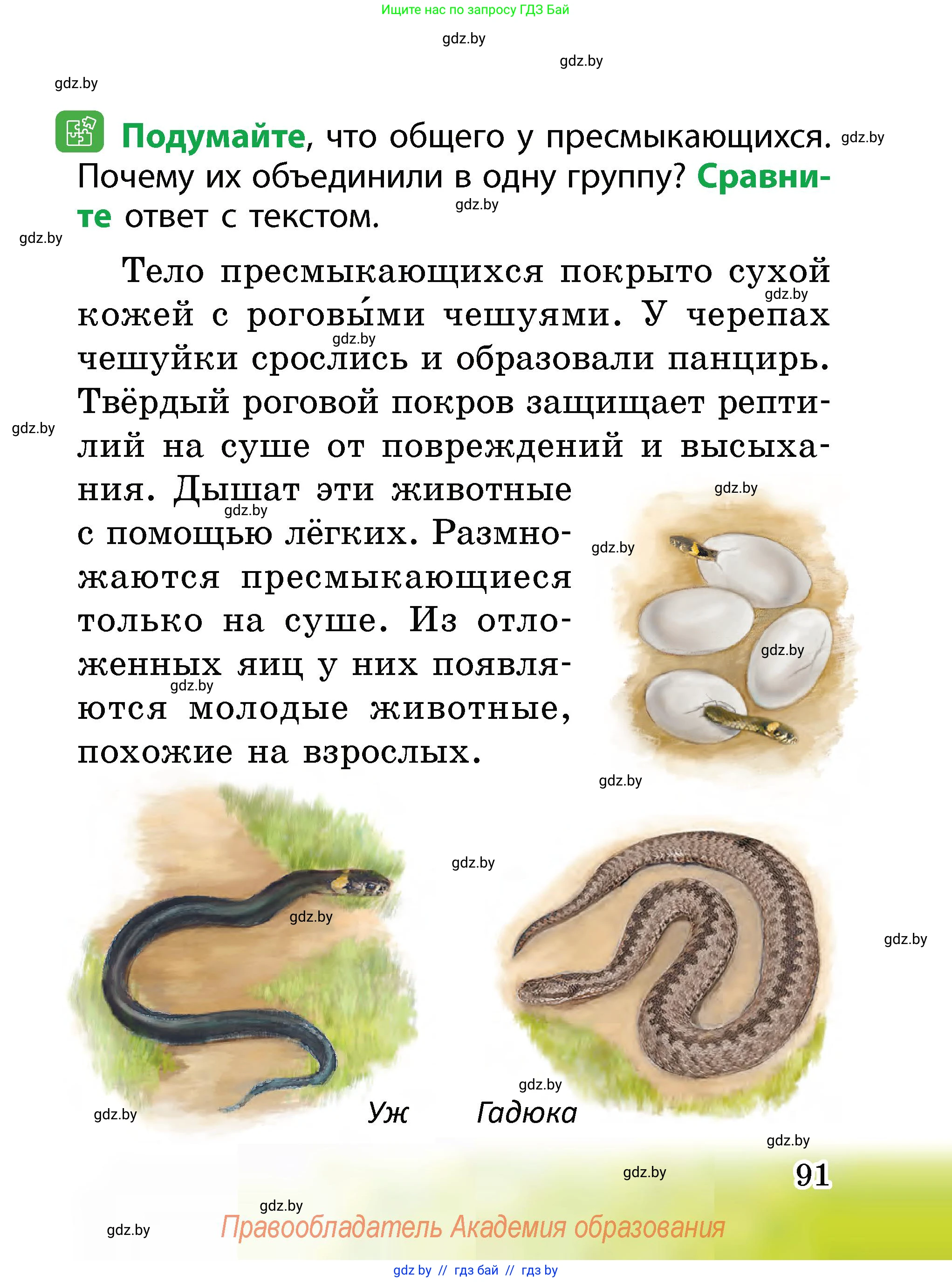Человек и мир, 2 класс Учебник, авторы: Трафимова Галина Владимировна, Трафимов Сергей Анатольевич, издательство Академия образования, Минск, 2024, страница 91