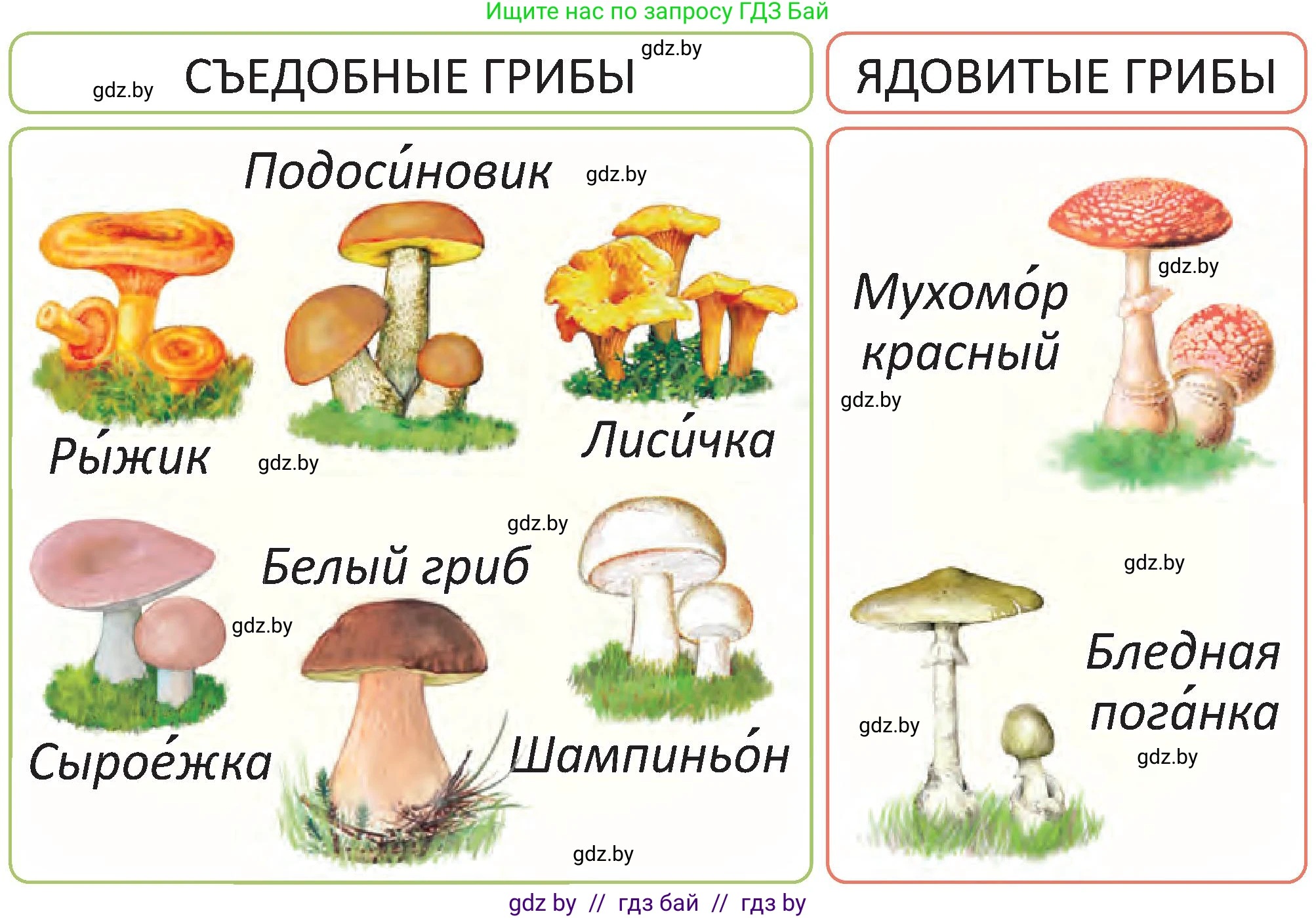Человек и мир, 2 класс Учебник, авторы: Трафимова Галина Владимировна, Трафимов Сергей Анатольевич, издательство Академия образования, Минск, 2024, страница 74, номер 3, Условие (продолжение 2)