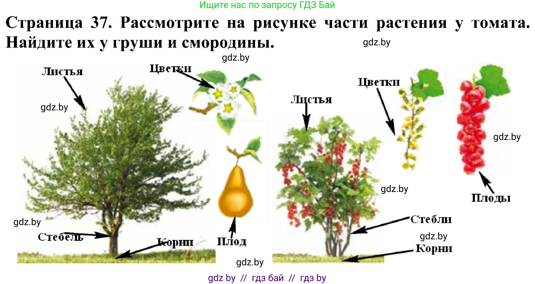 Человек и мир, 2 класс Учебник, авторы: Трафимова Галина Владимировна, Трафимов Сергей Анатольевич, издательство Академия образования, Минск, 2024, страница 37, номер 3, Решение
