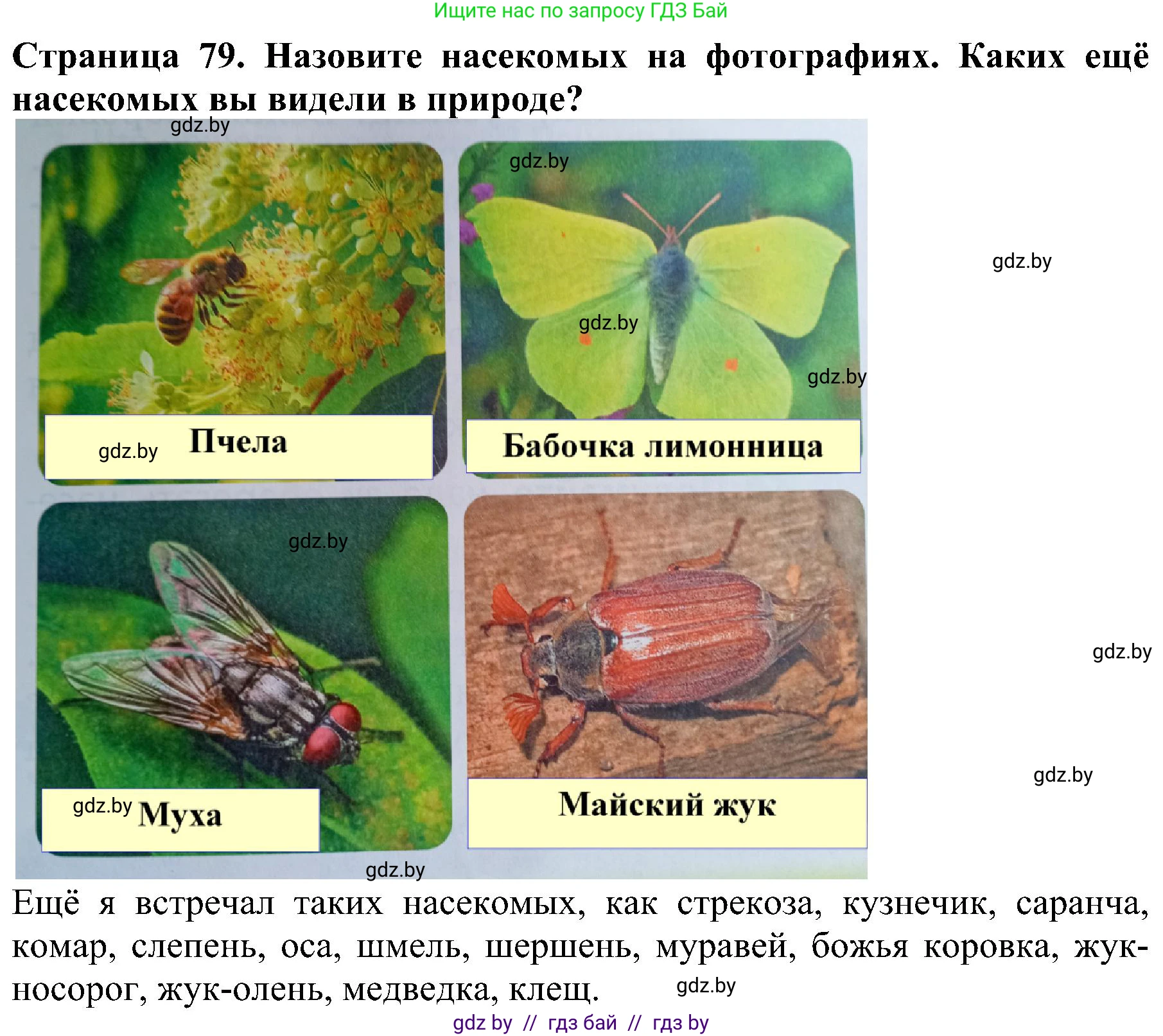 Человек и мир, 2 класс Учебник, авторы: Трафимова Галина Владимировна, Трафимов Сергей Анатольевич, издательство Академия образования, Минск, 2024, страница 79, номер 4, Решение