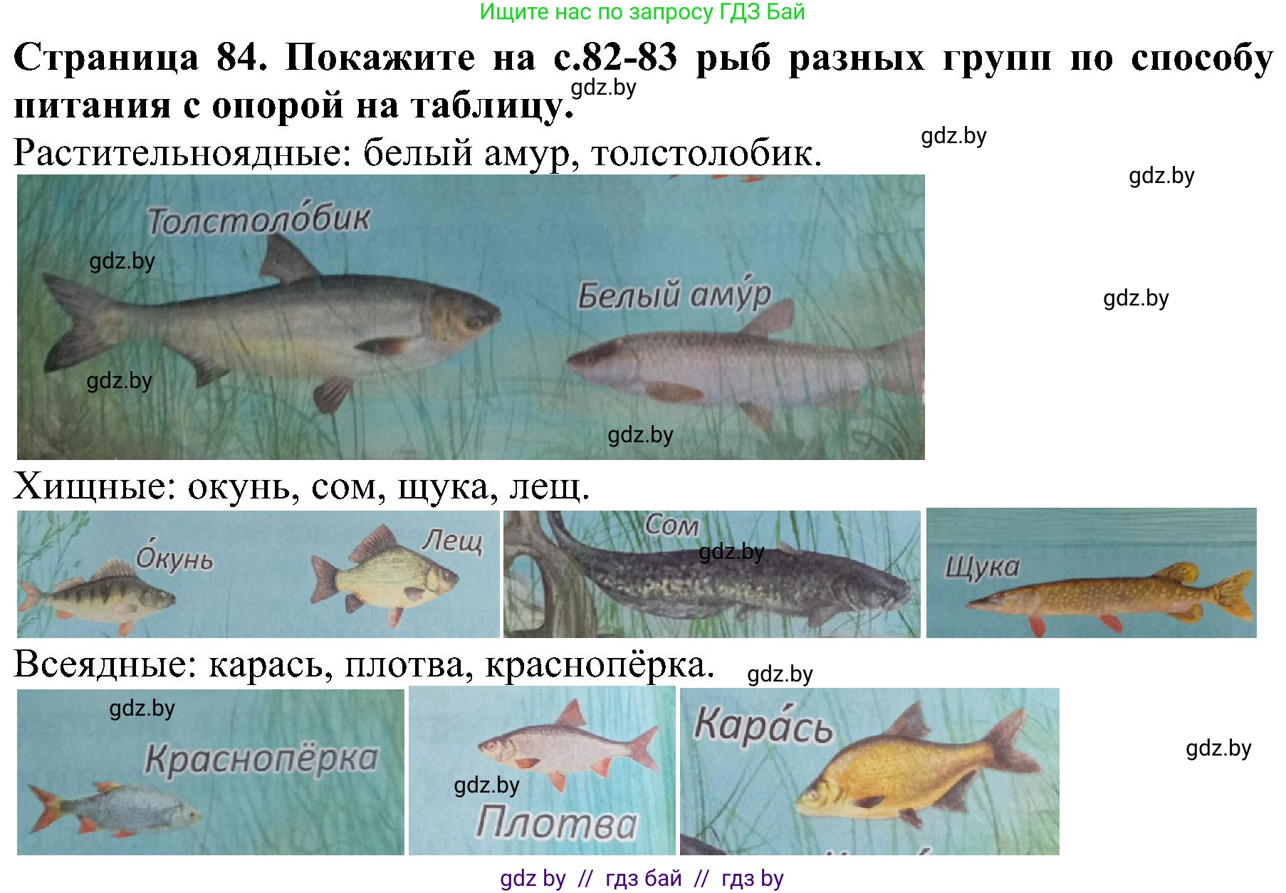 Человек и мир, 2 класс Учебник, авторы: Трафимова Галина Владимировна, Трафимов Сергей Анатольевич, издательство Академия образования, Минск, 2024, страница 84, номер 4, Решение