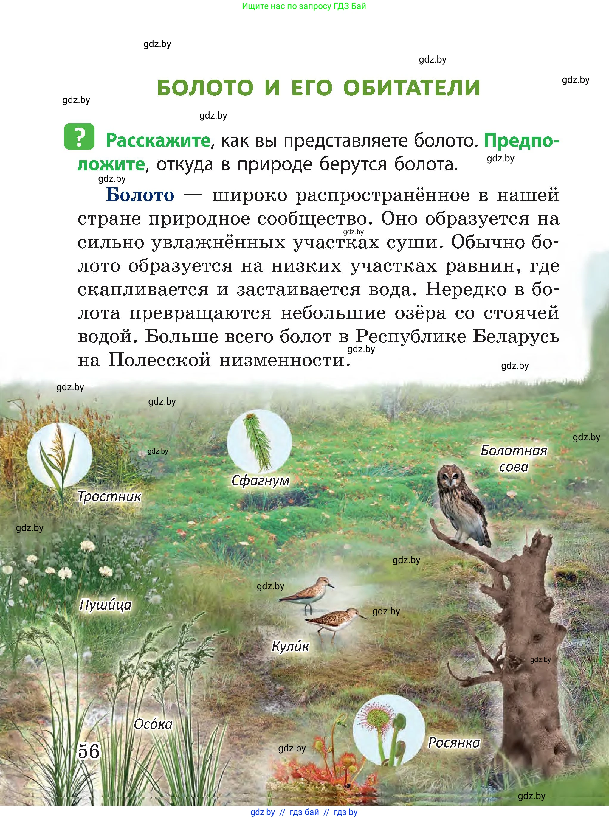 Человек и мир, 3 класс Учебник, авторы: Трафимова Галина Владимировна, Трафимов Сергей Анатольевич, издательство Академия образования, Минск, 2025, голубого цвета, страница 56