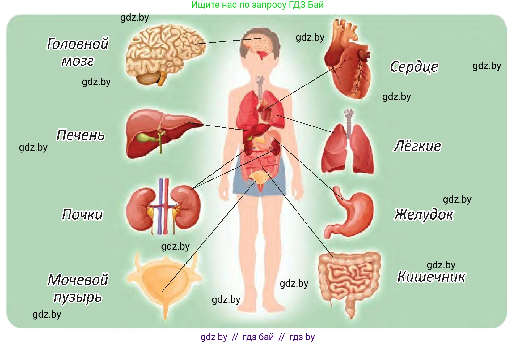 Человек и мир, 3 класс Учебник, авторы: Трафимова Галина Владимировна, Трафимов Сергей Анатольевич, издательство Академия образования, Минск, 2025, голубого цвета, страница 101, Условие (продолжение 2)