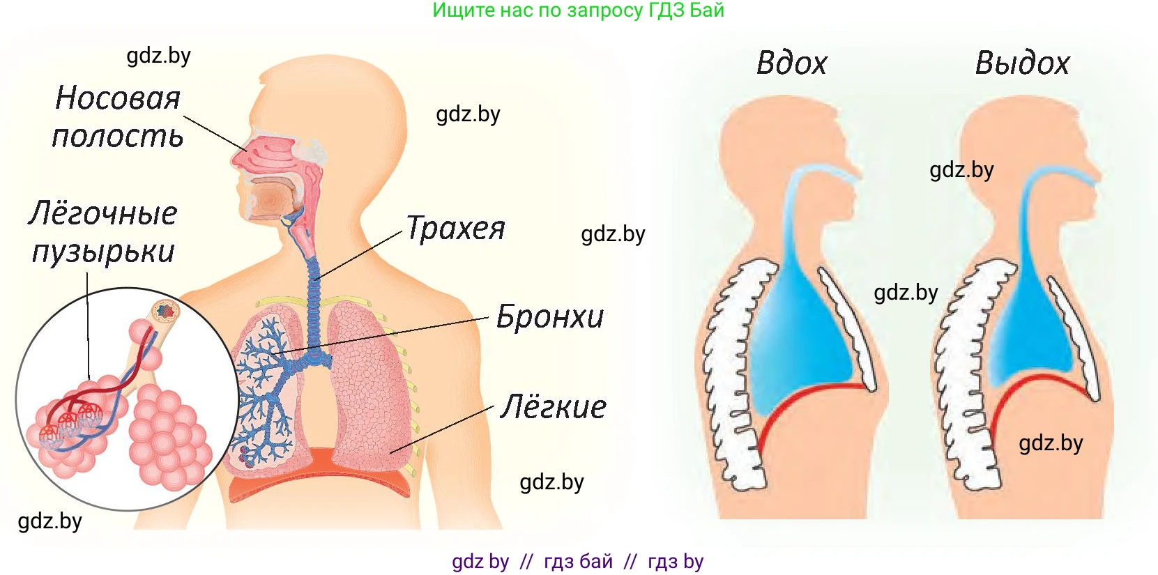 Человек и мир, 3 класс Учебник, авторы: Трафимова Галина Владимировна, Трафимов Сергей Анатольевич, издательство Академия образования, Минск, 2025, голубого цвета, страница 114, Условие (продолжение 2)