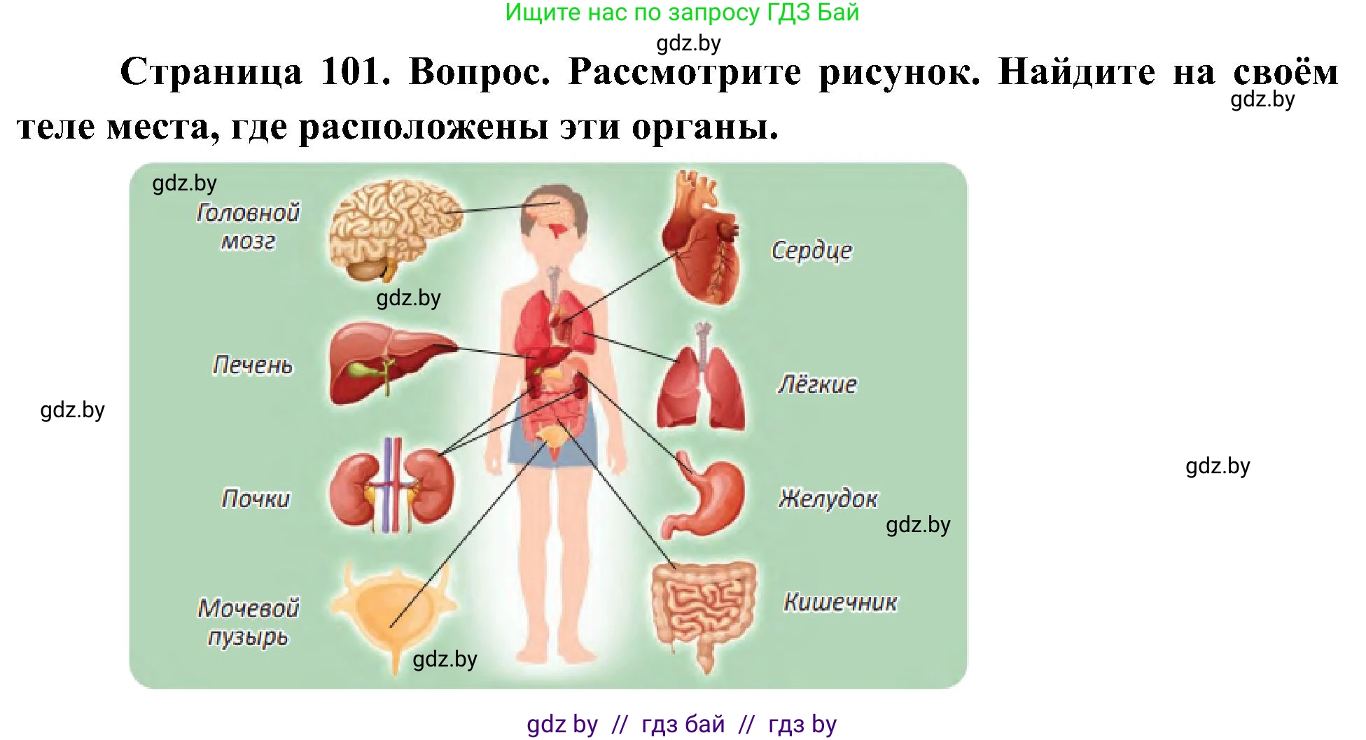 Человек и мир, 3 класс Учебник, авторы: Трафимова Галина Владимировна, Трафимов Сергей Анатольевич, издательство Академия образования, Минск, 2025, голубого цвета, страница 101, Решение