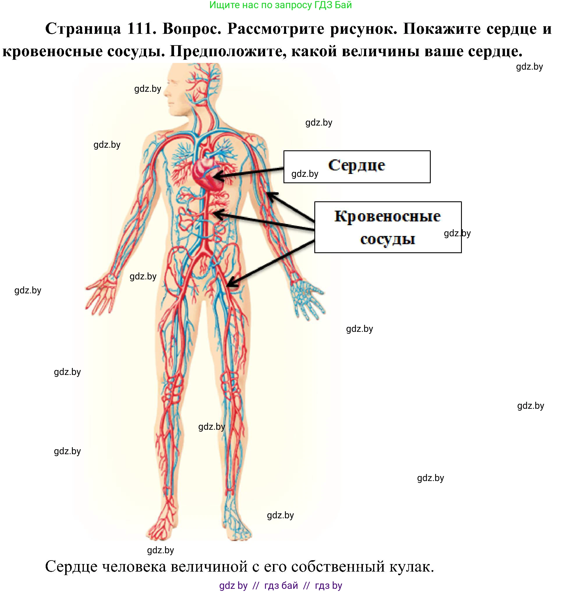 Человек и мир, 3 класс Учебник, авторы: Трафимова Галина Владимировна, Трафимов Сергей Анатольевич, издательство Академия образования, Минск, 2025, голубого цвета, страница 111, Решение